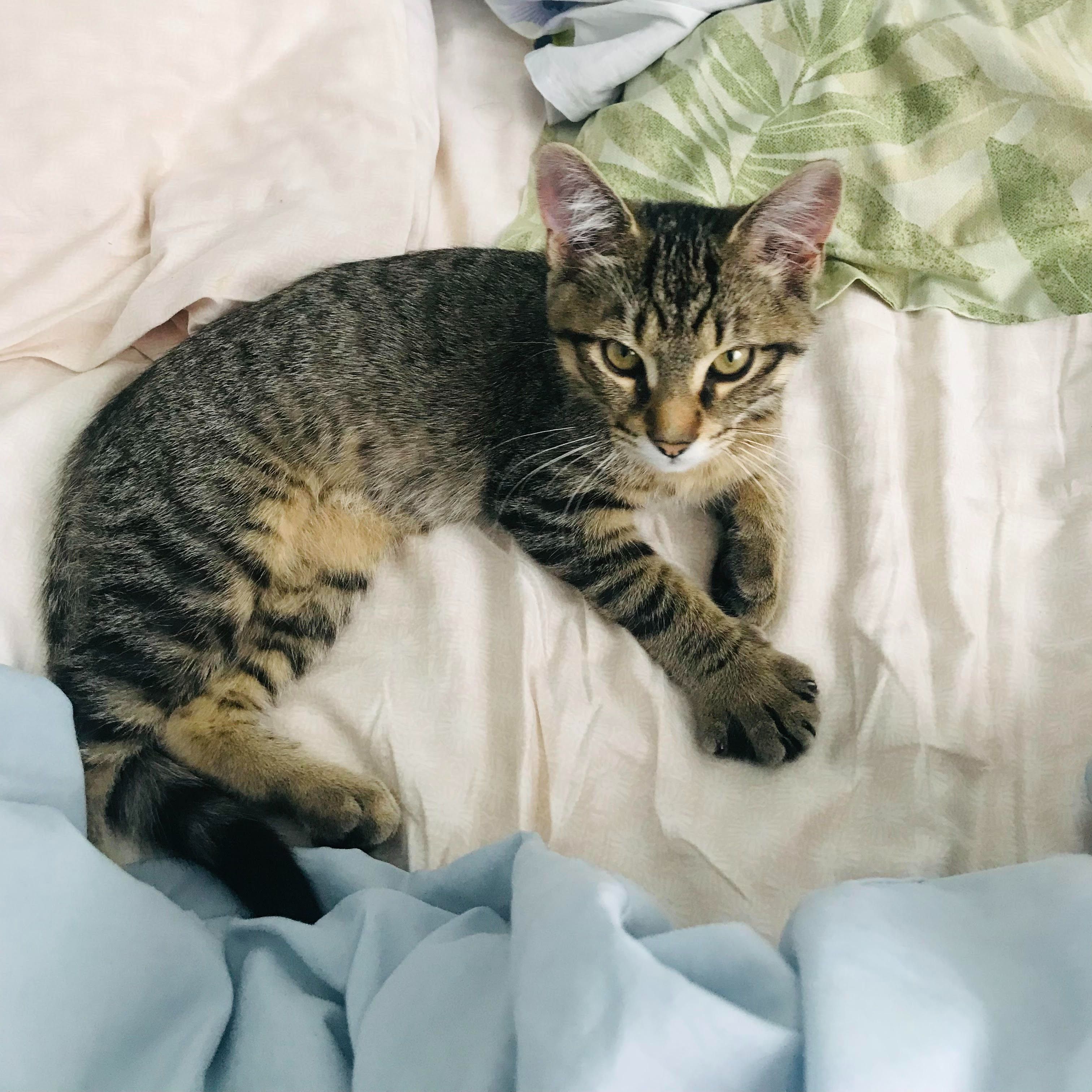 Mogwai