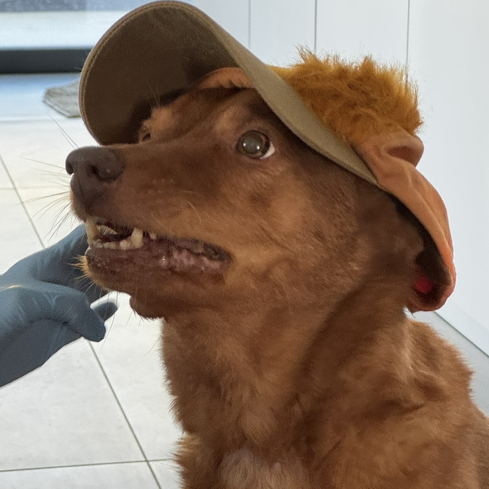Rex