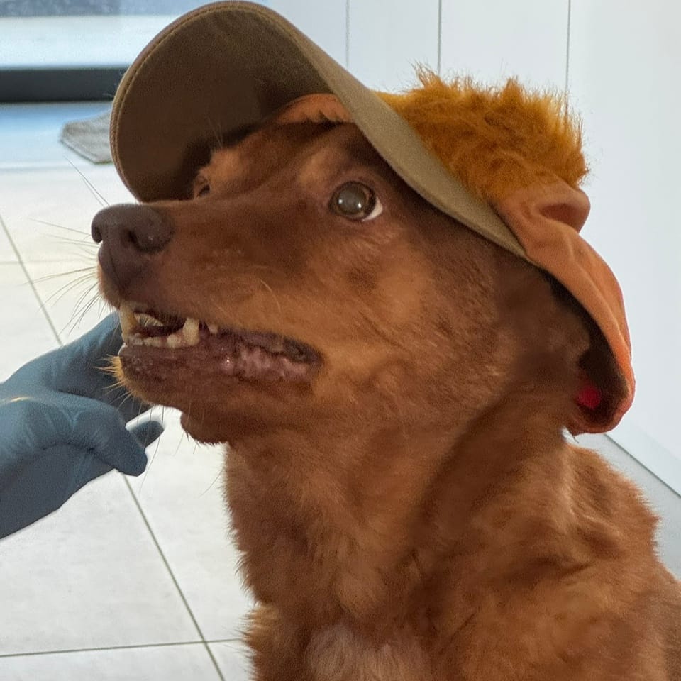 Rex