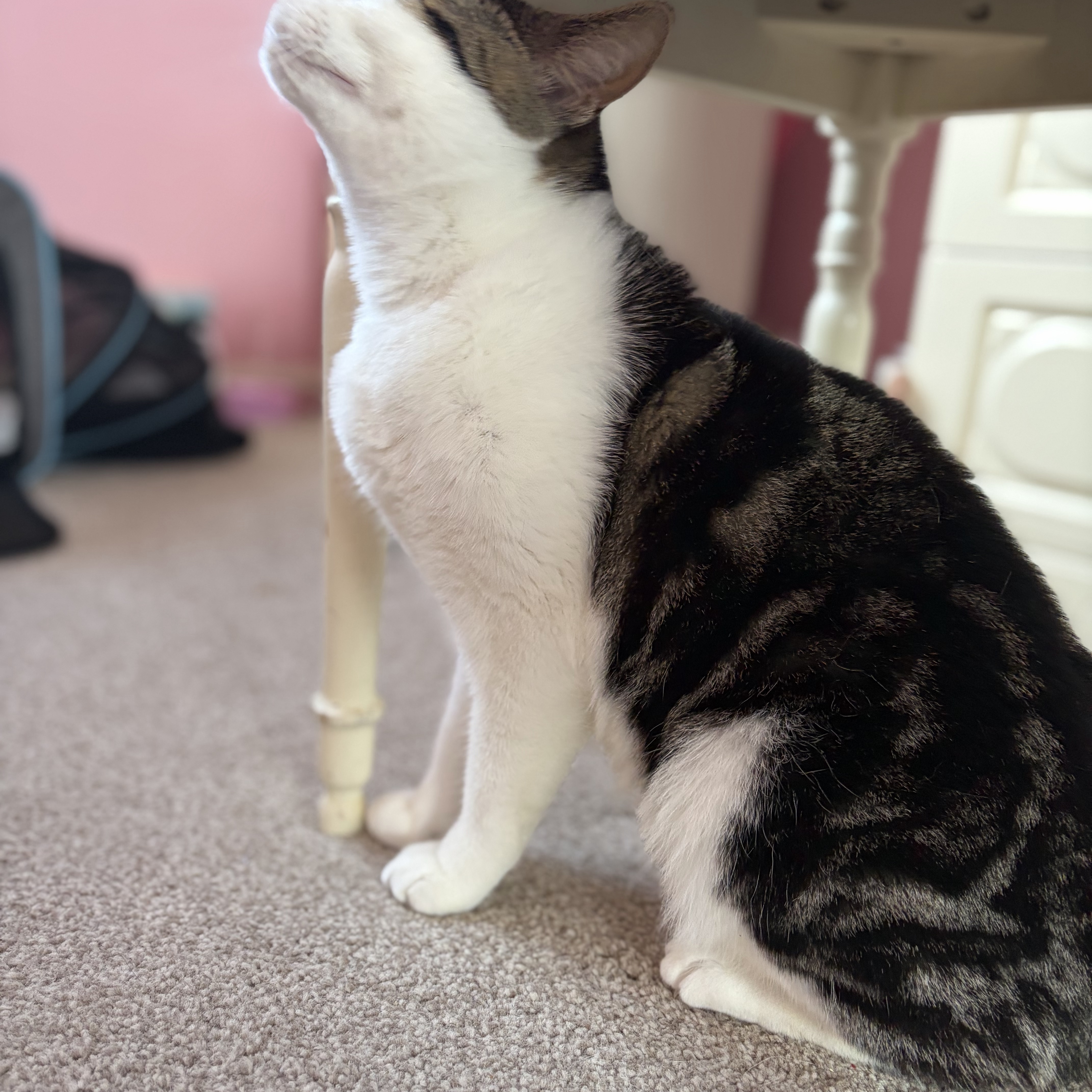 Mittens 