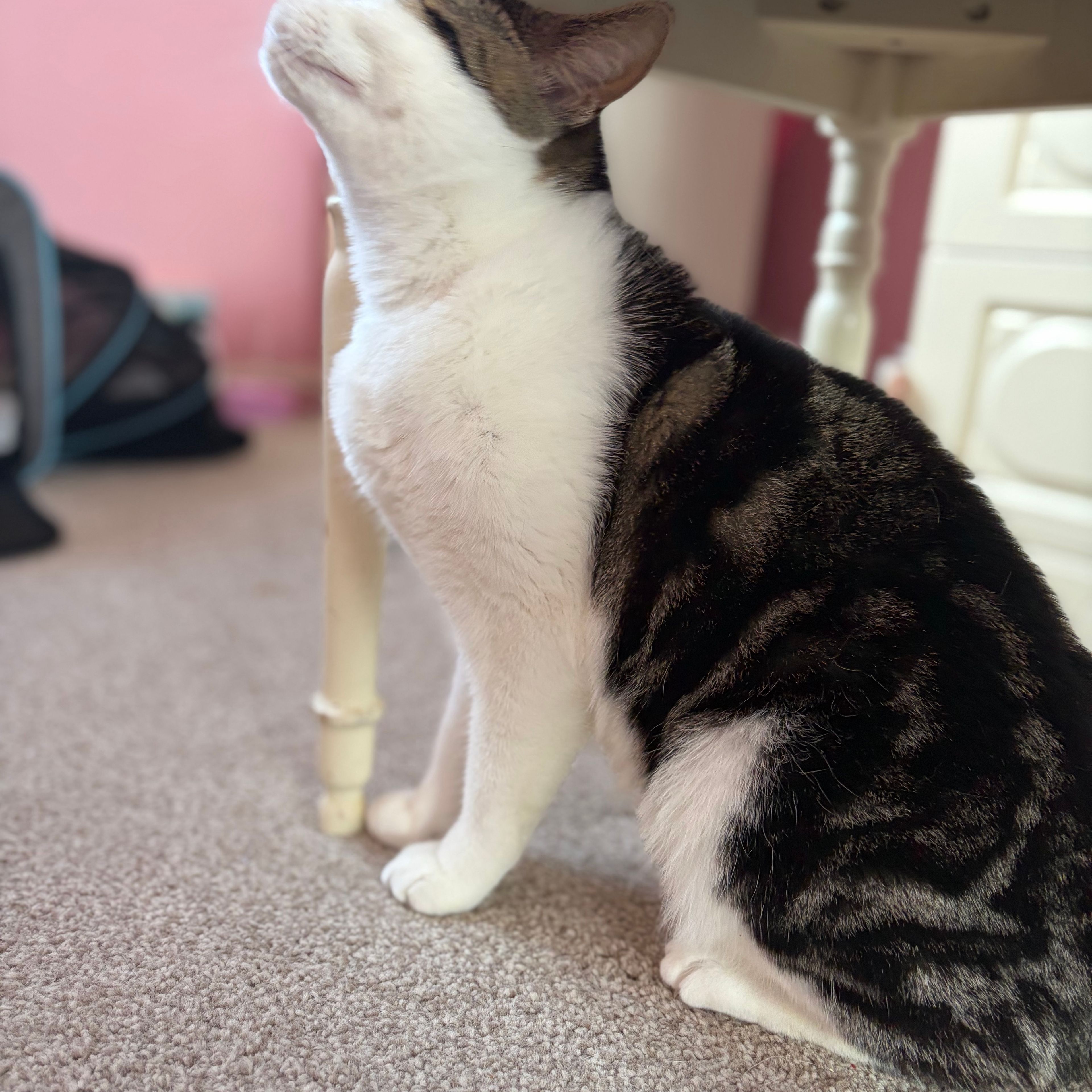 Mittens