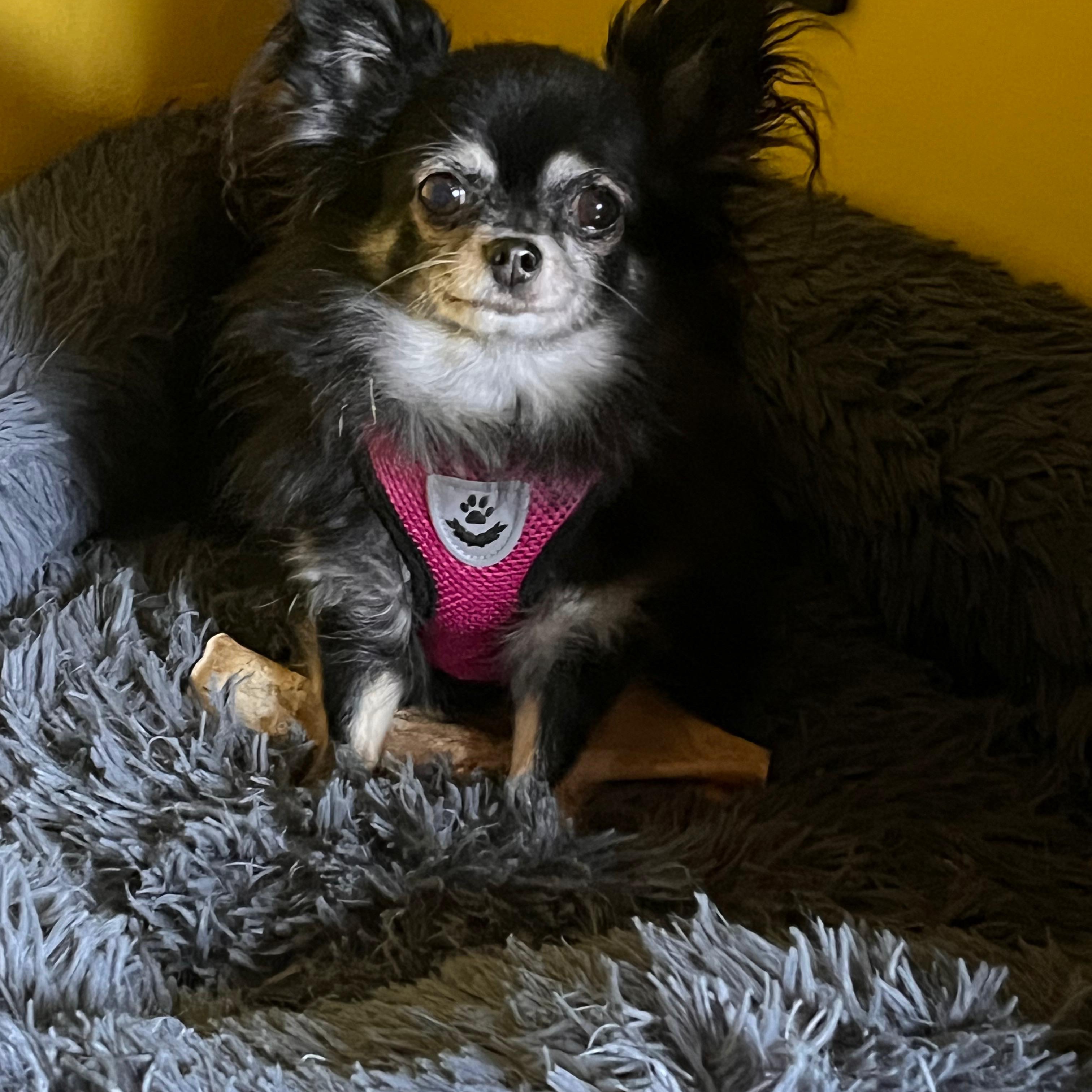 Bella