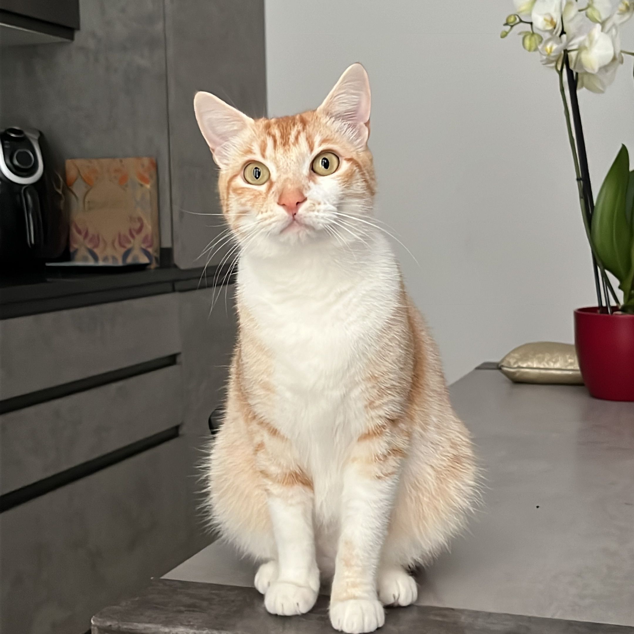 Kali