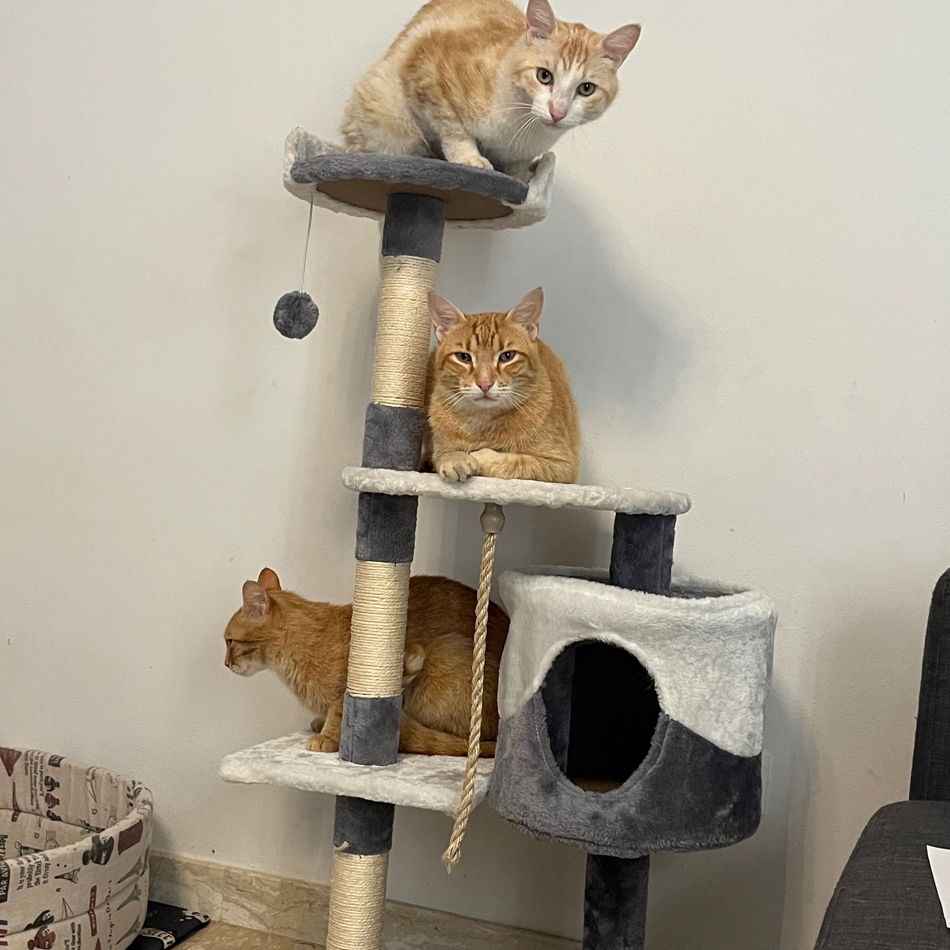 Draco, Harry, Bilbo