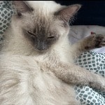 Nala