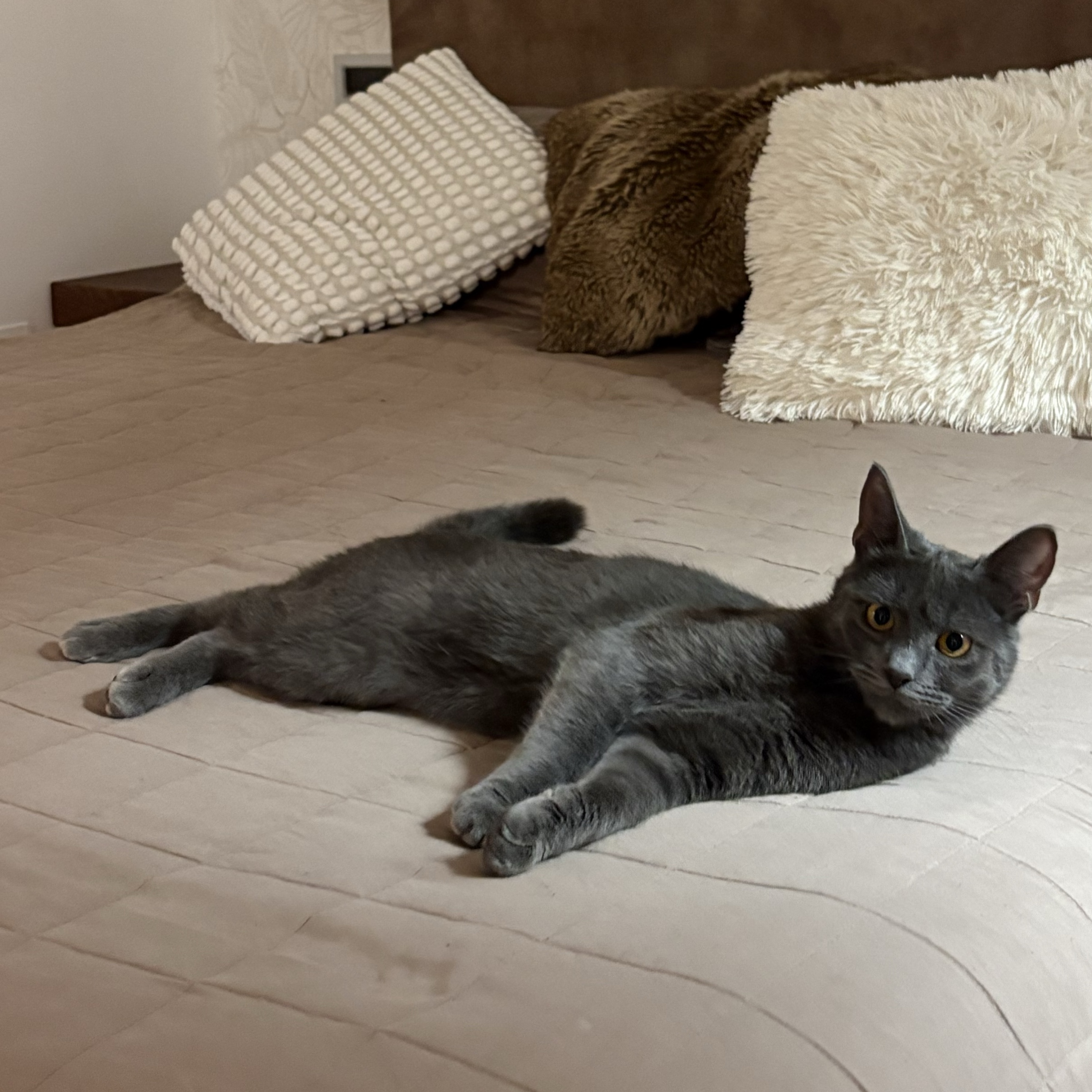 Valentino 