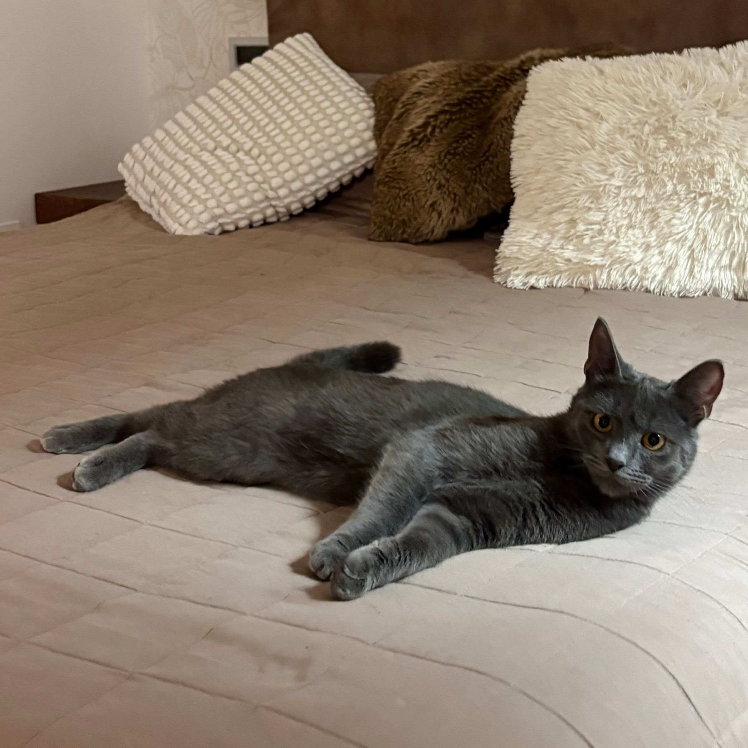 Valentino