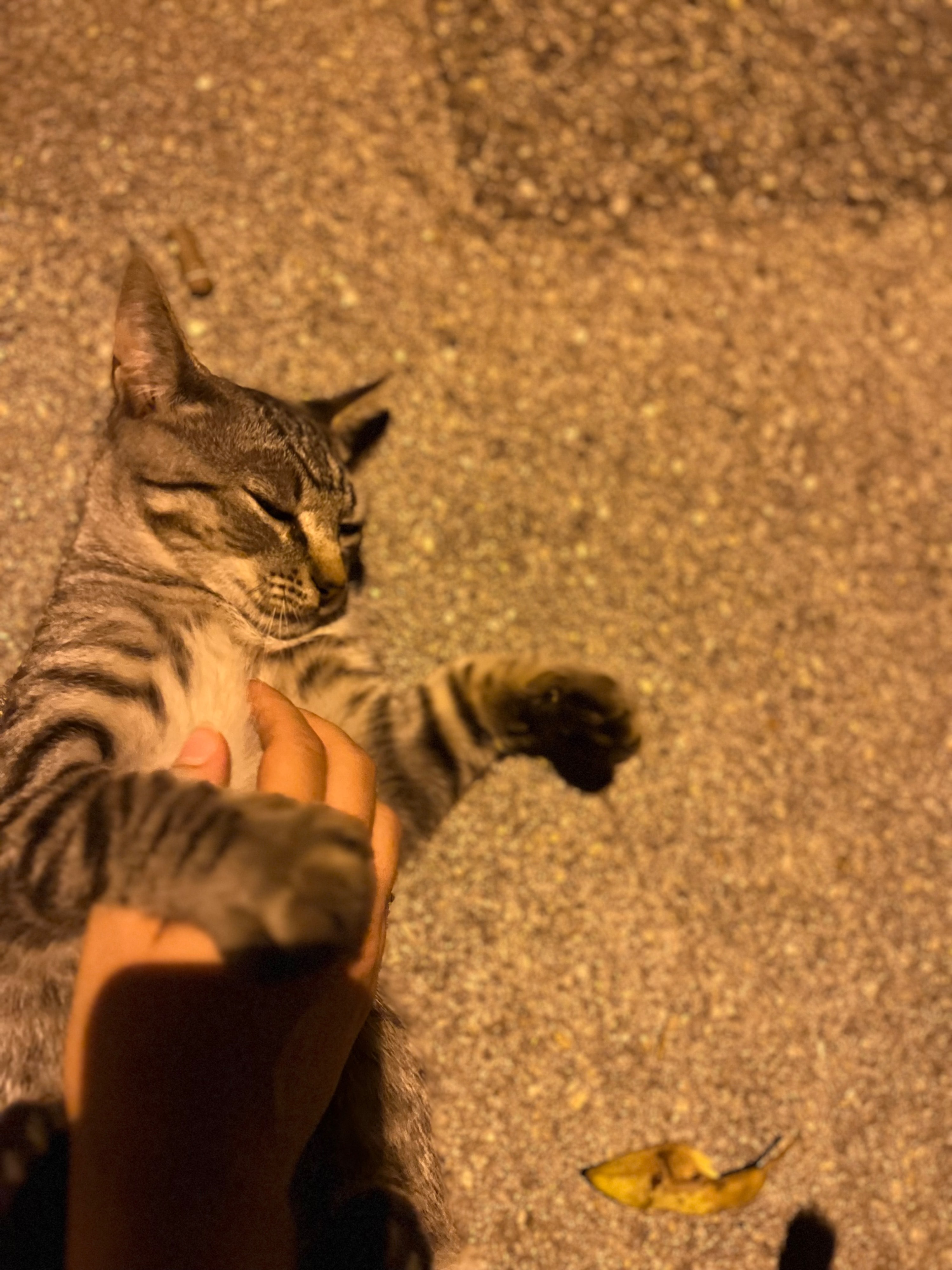 image-5