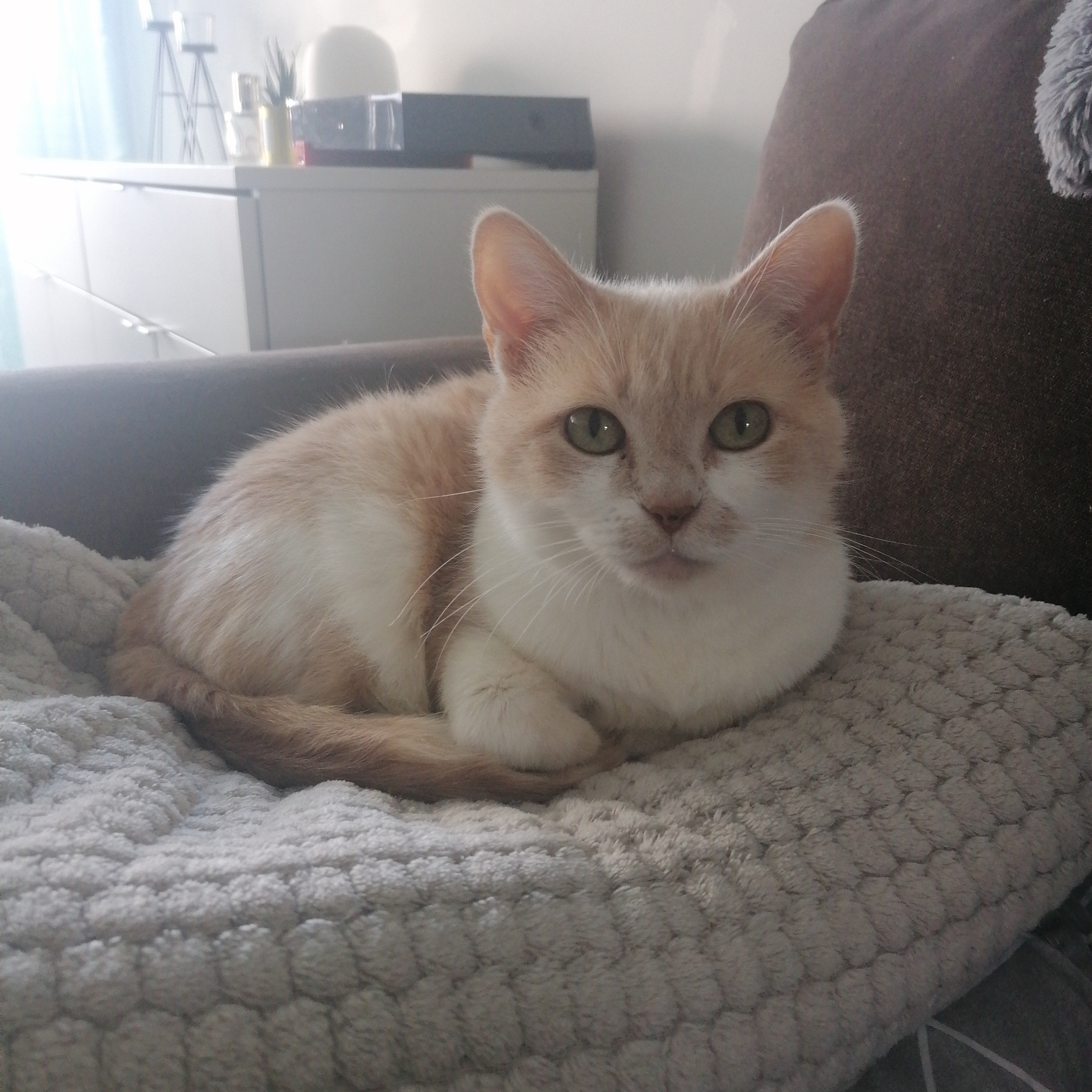 Missy 