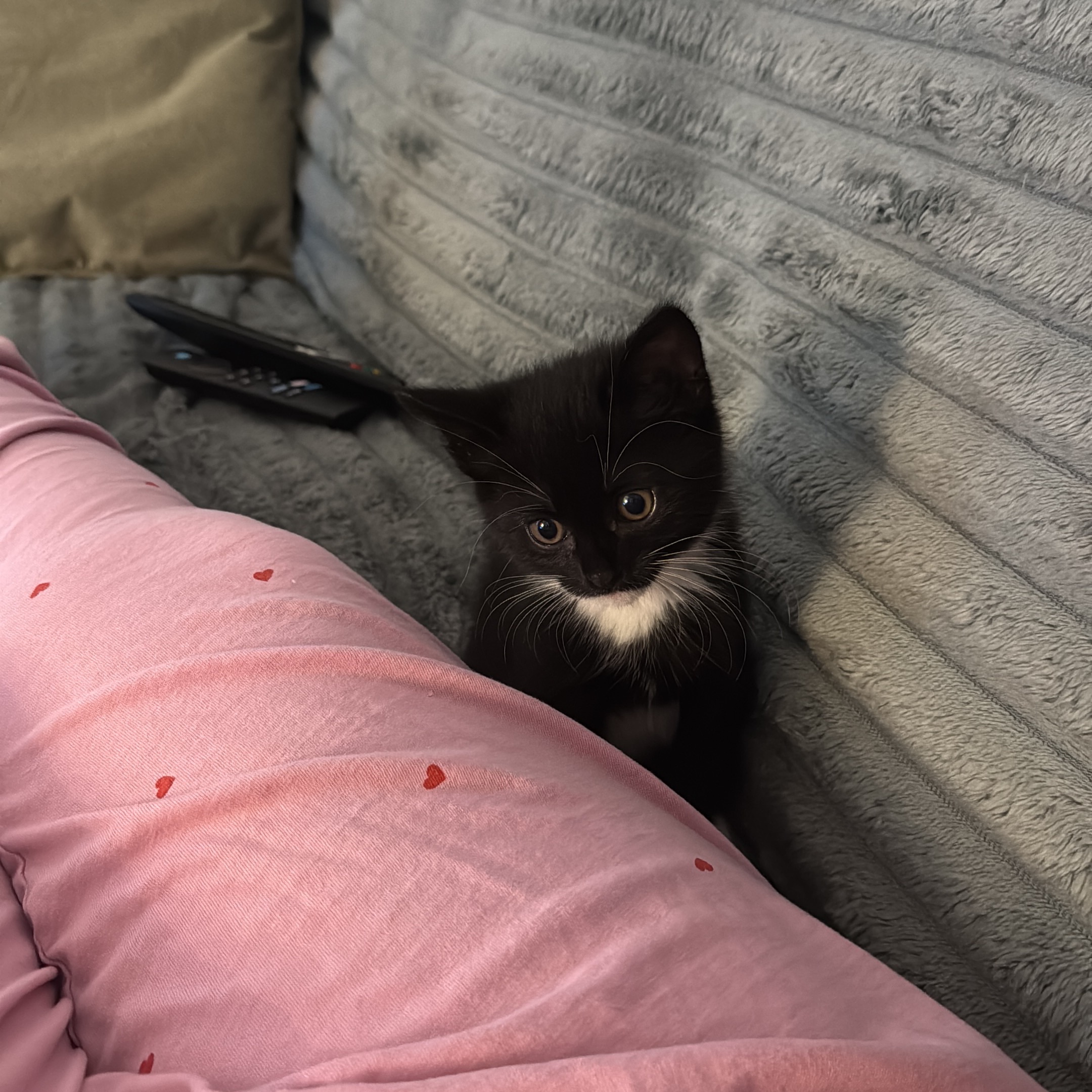 Bella