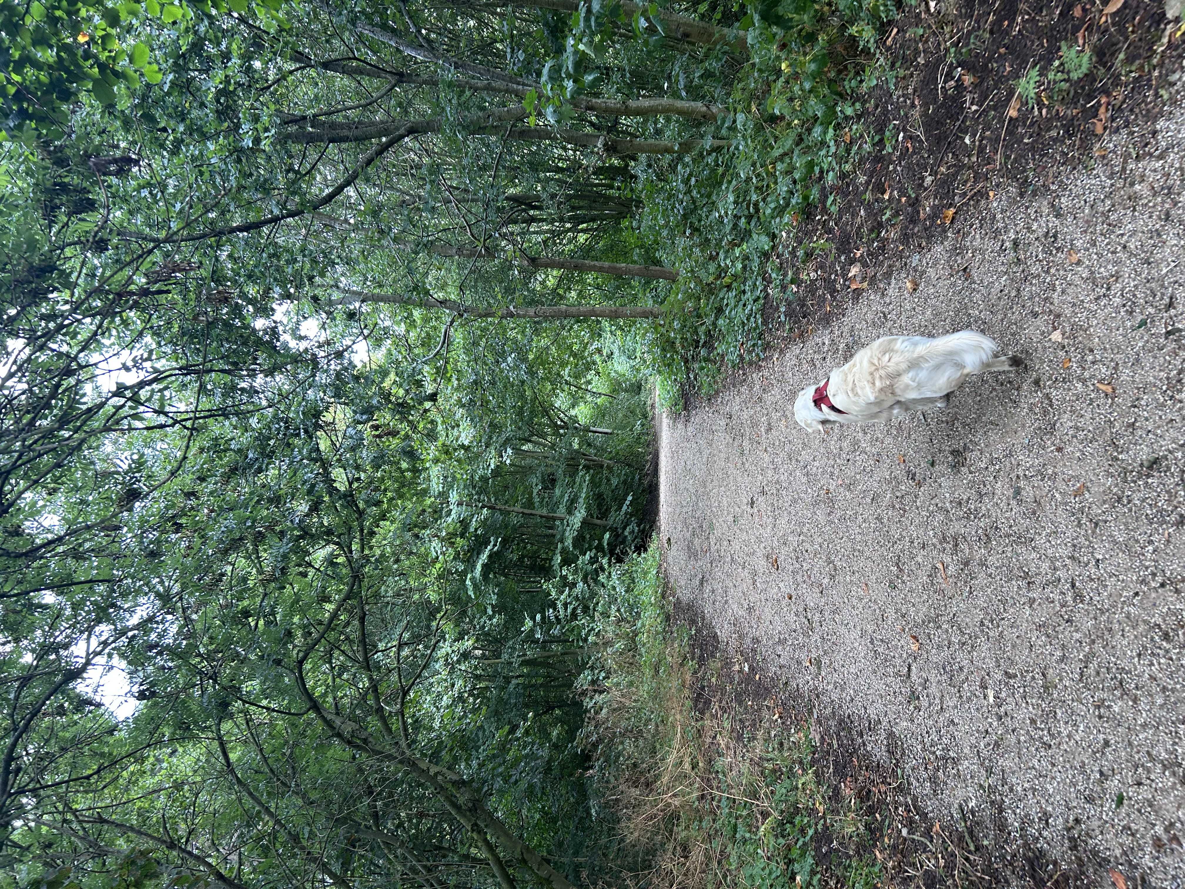 image-8