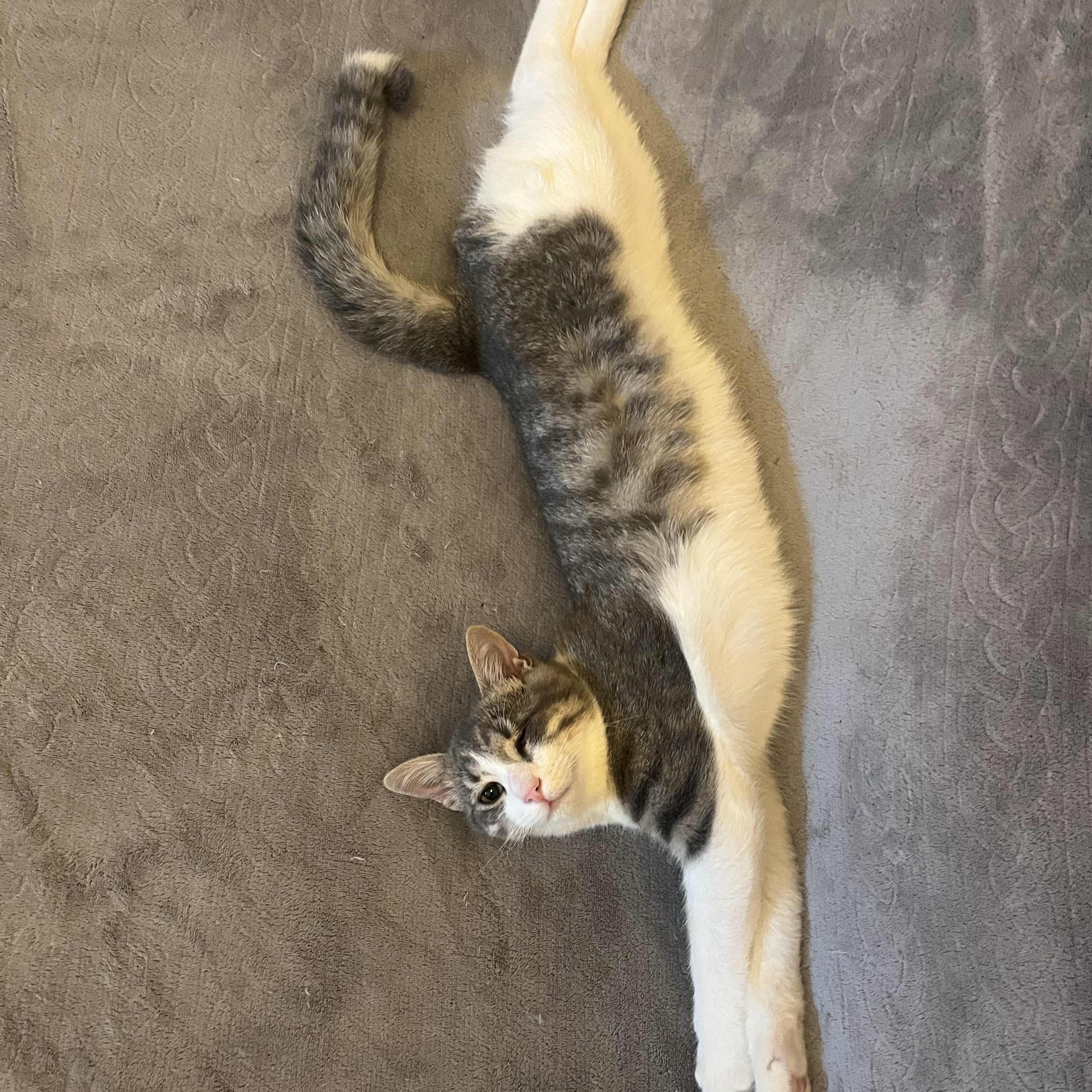 Kinai