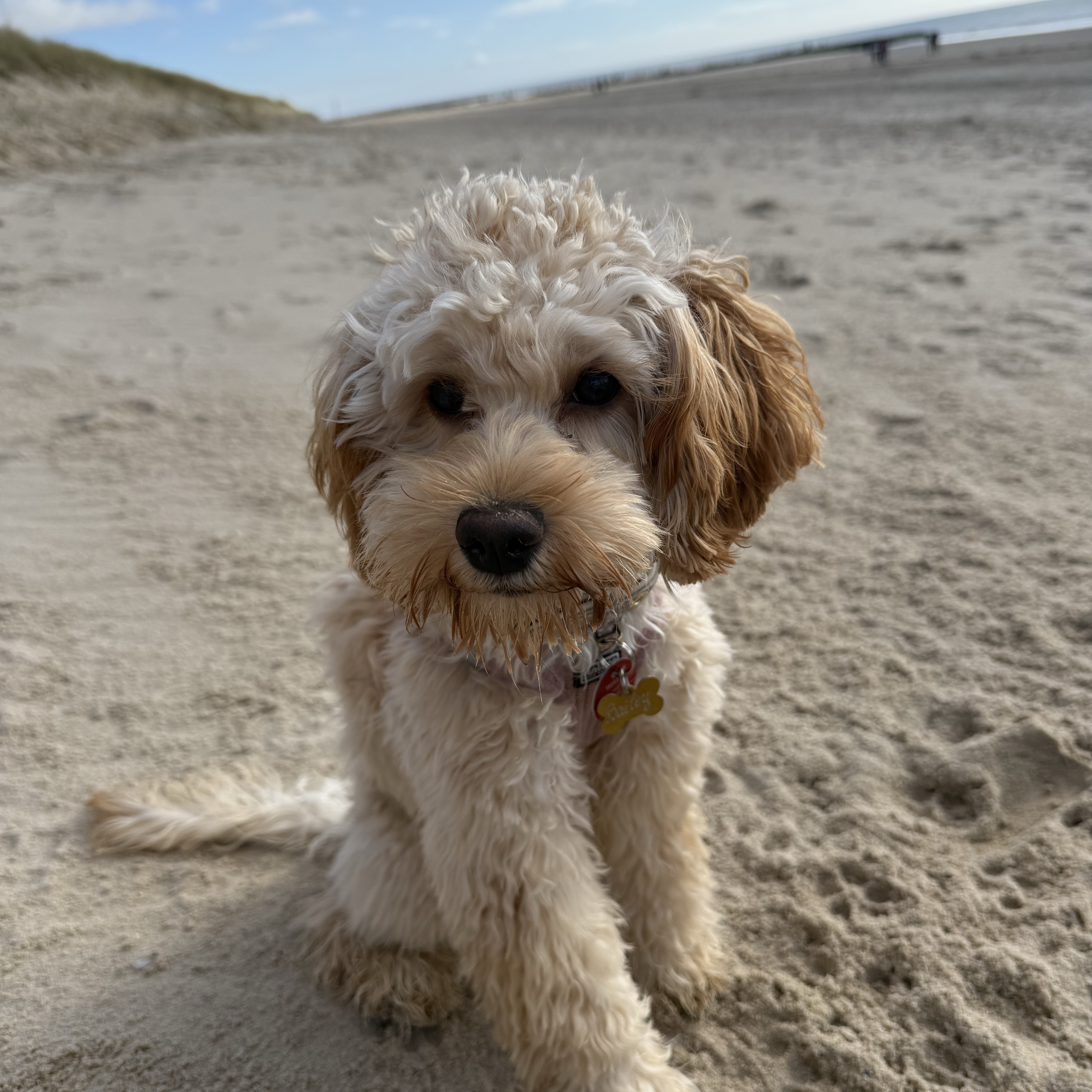 Bailey 