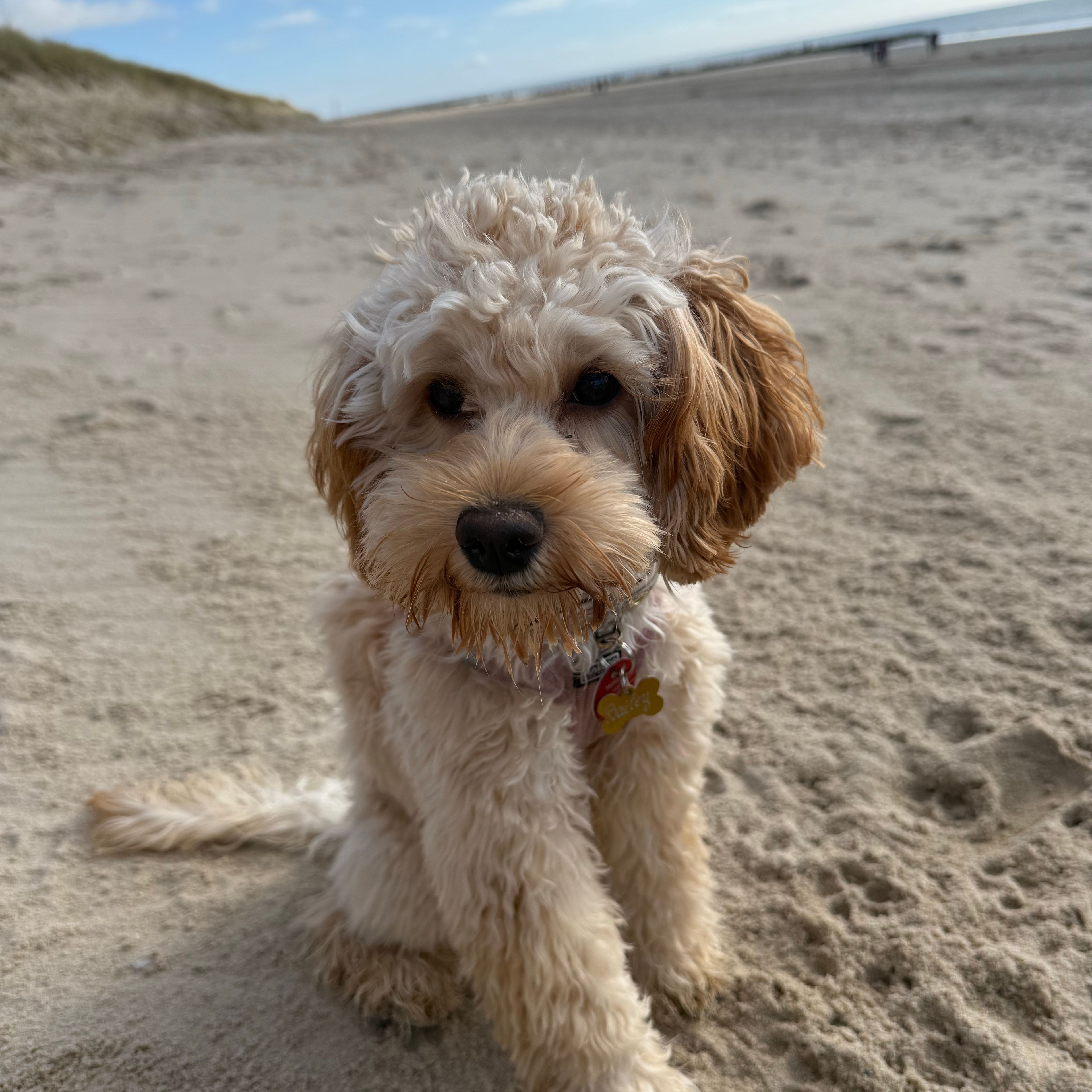 Bailey