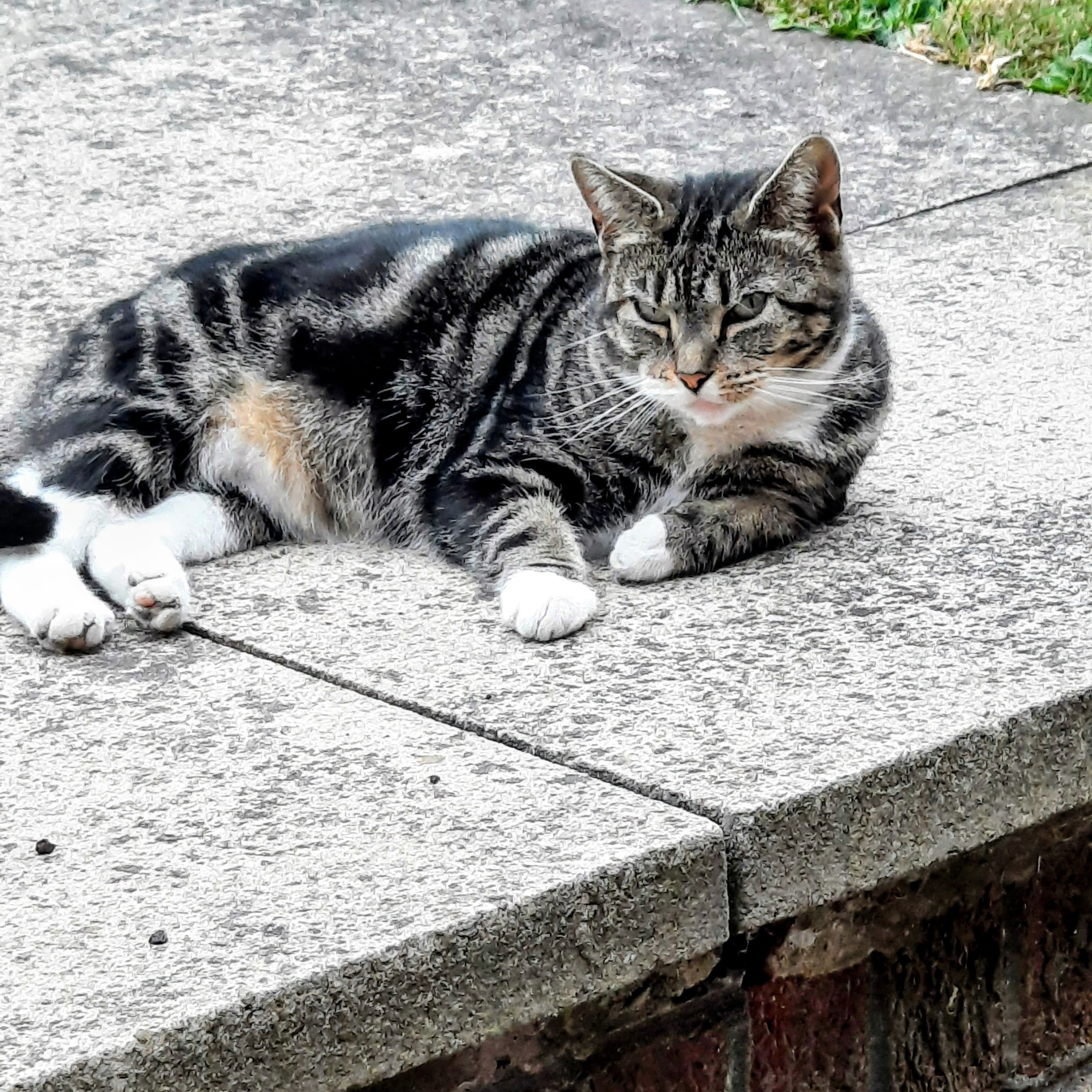 Tiggerina 