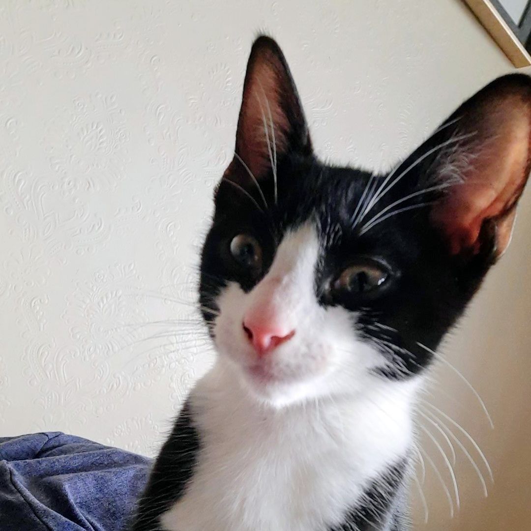 Dobby