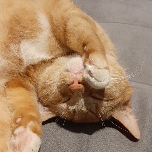 Whiskey