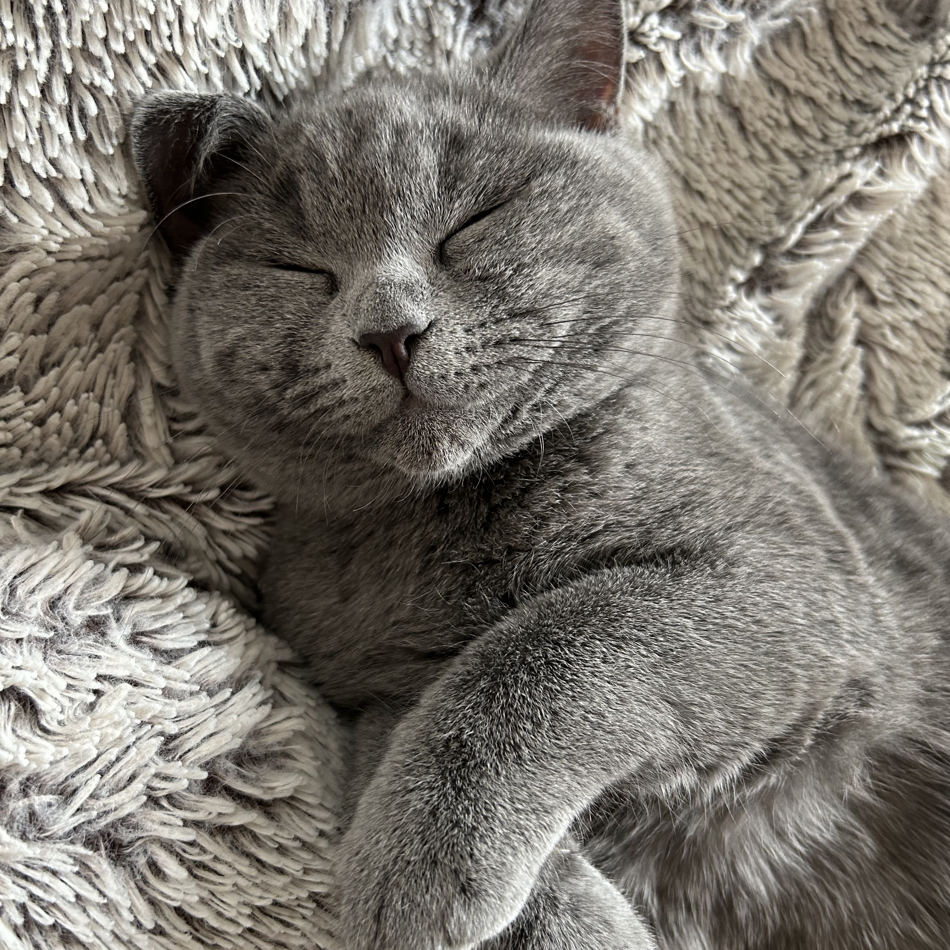 Beerus