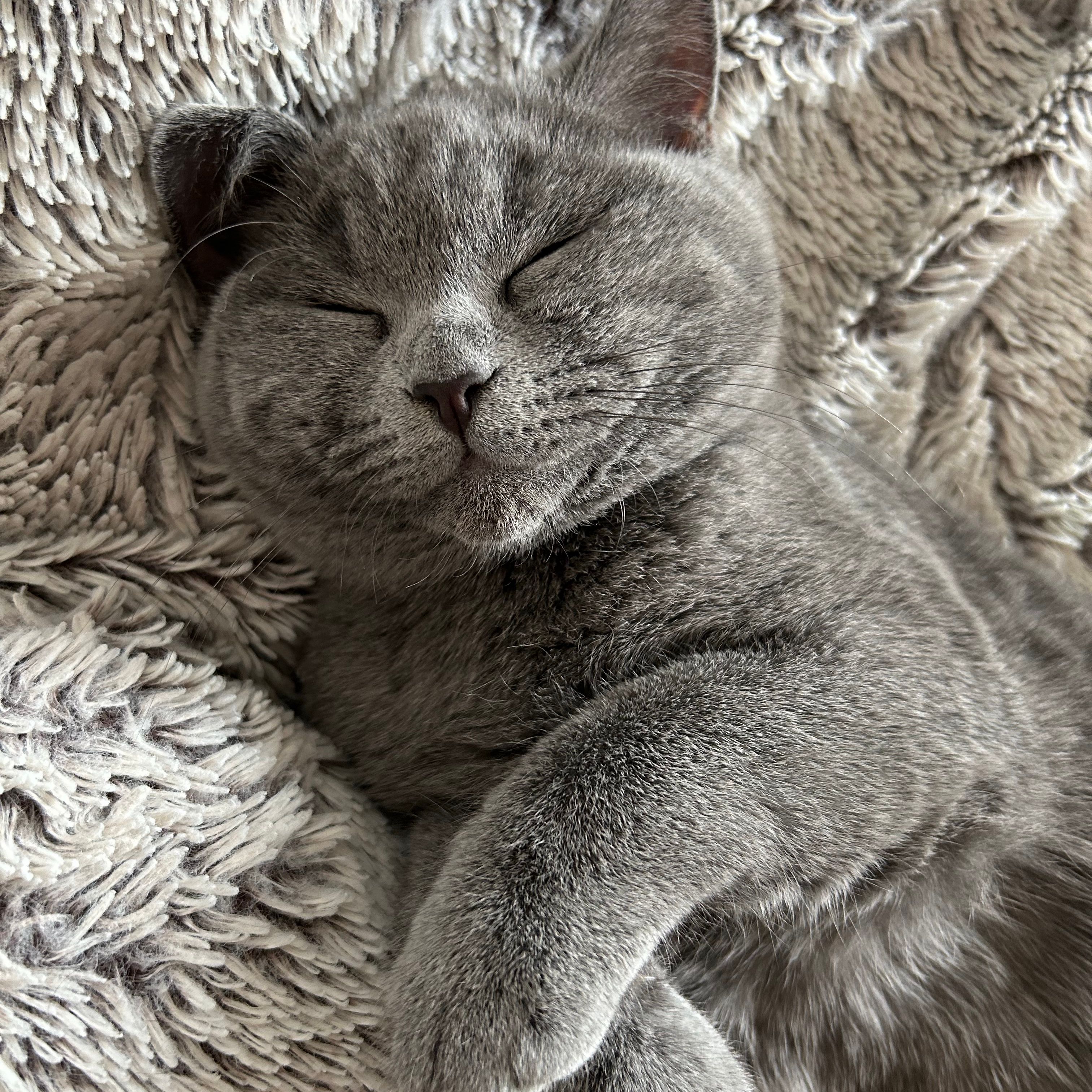 Beerus