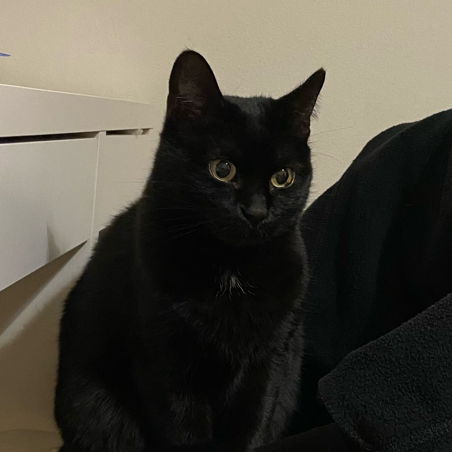 Milú