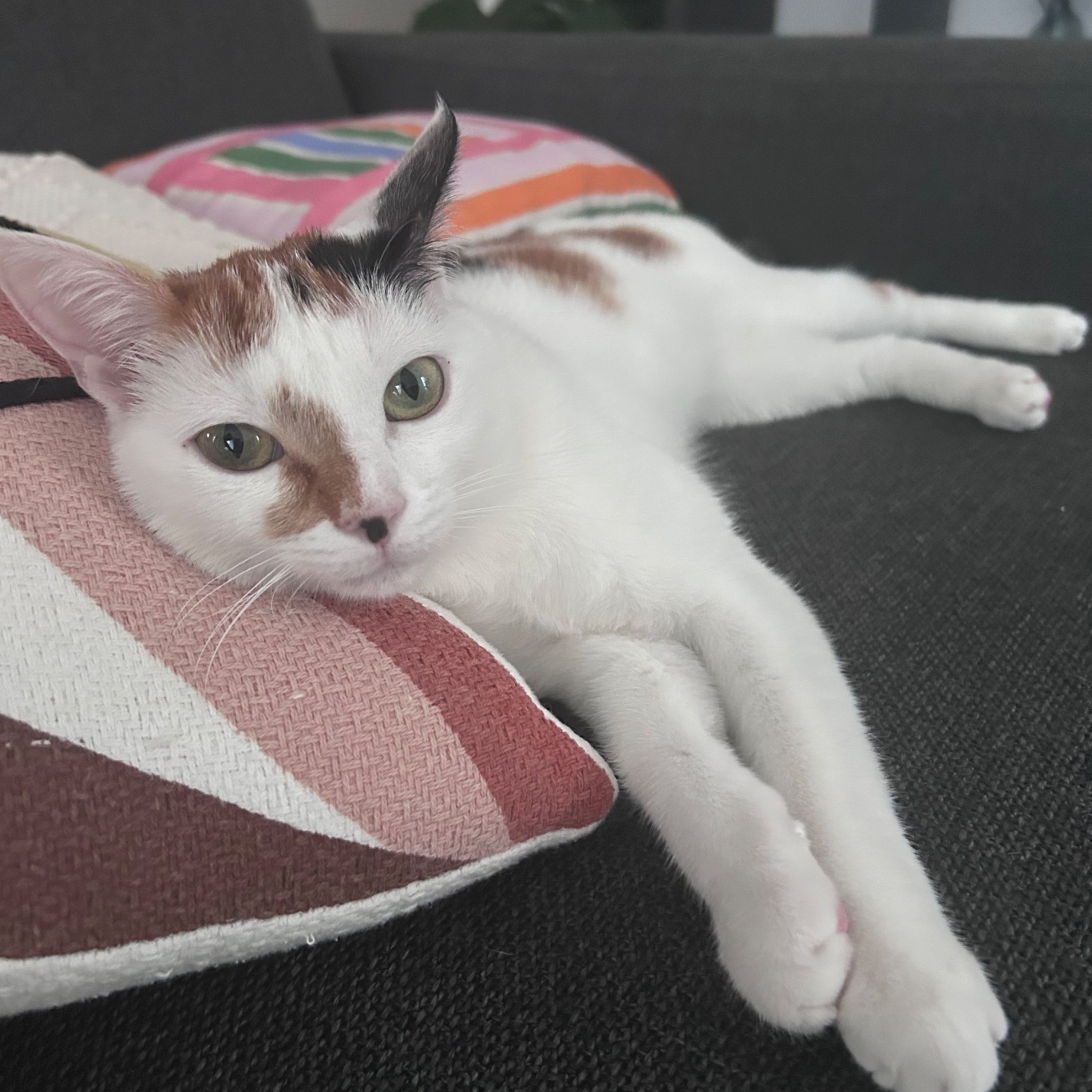 Kaya