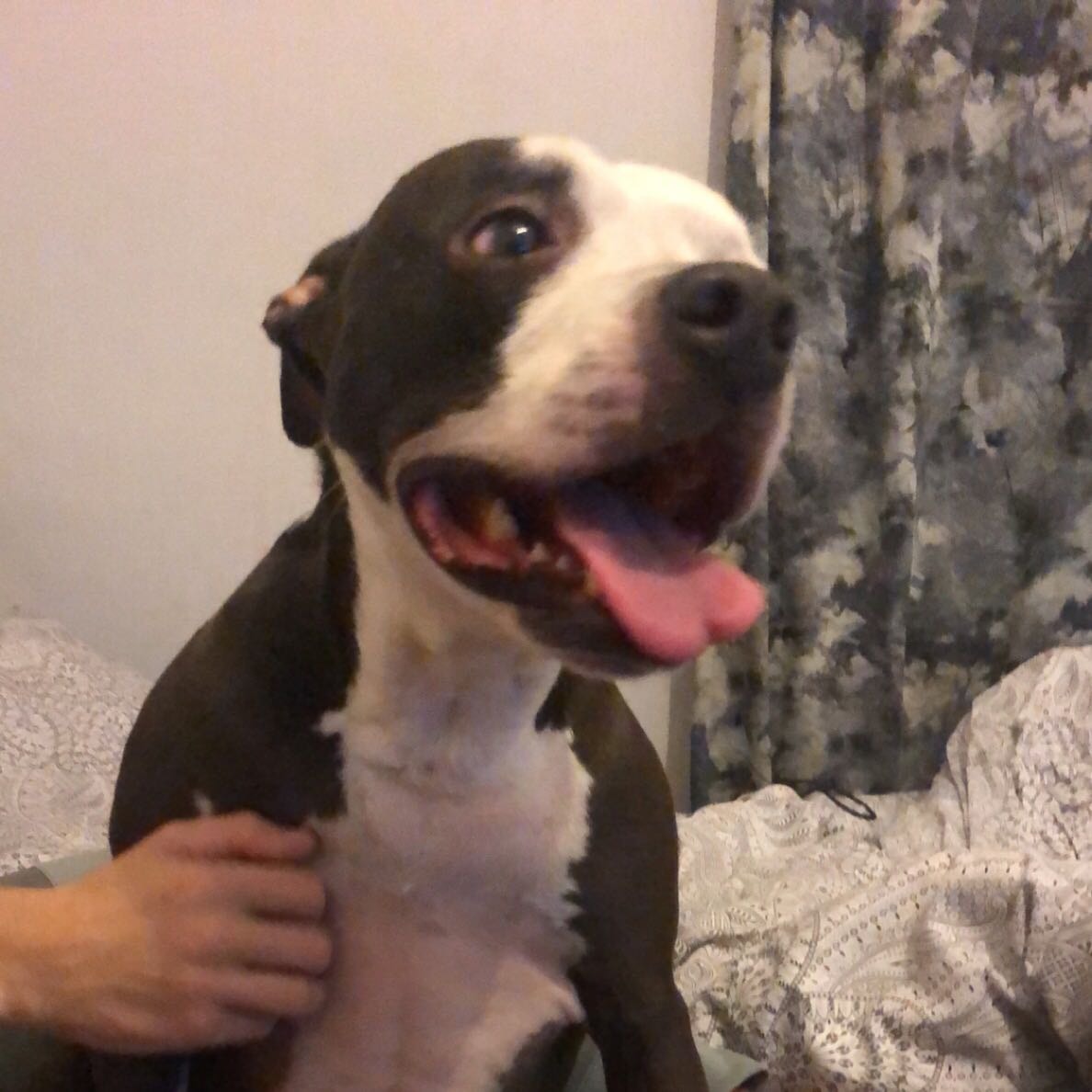 tia
