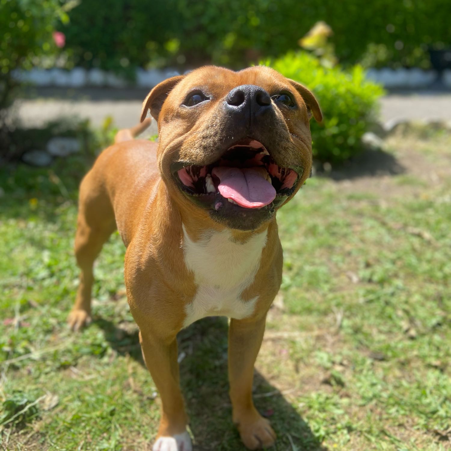 roscoe 