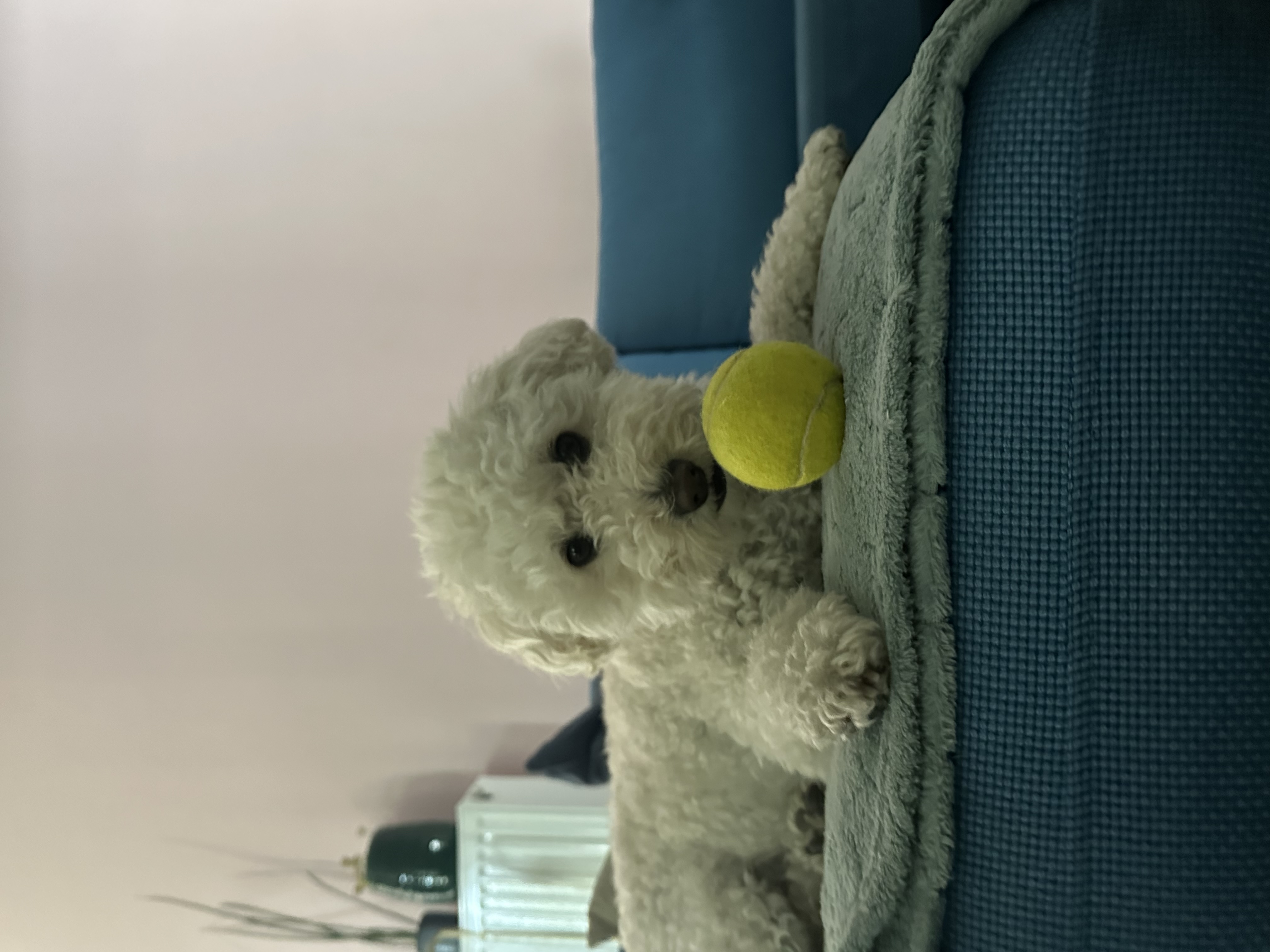 image-8