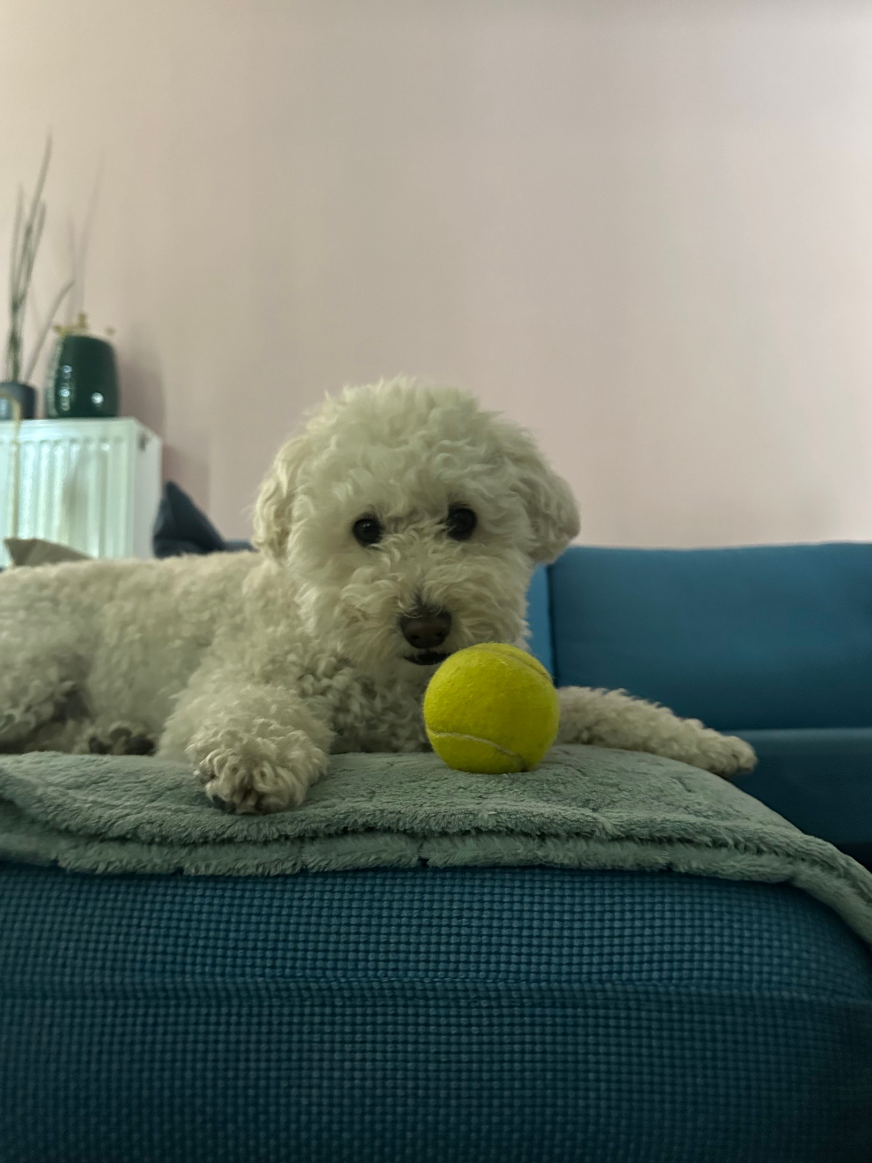 image-8