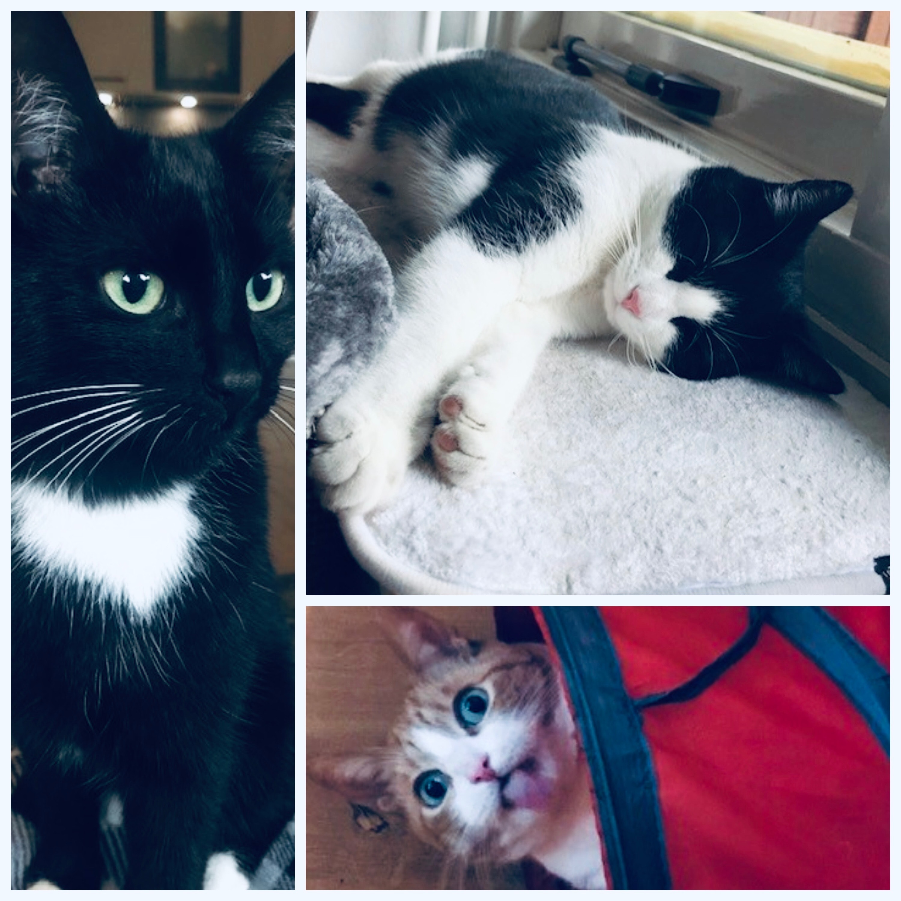 Bencho, Memphis en Luna