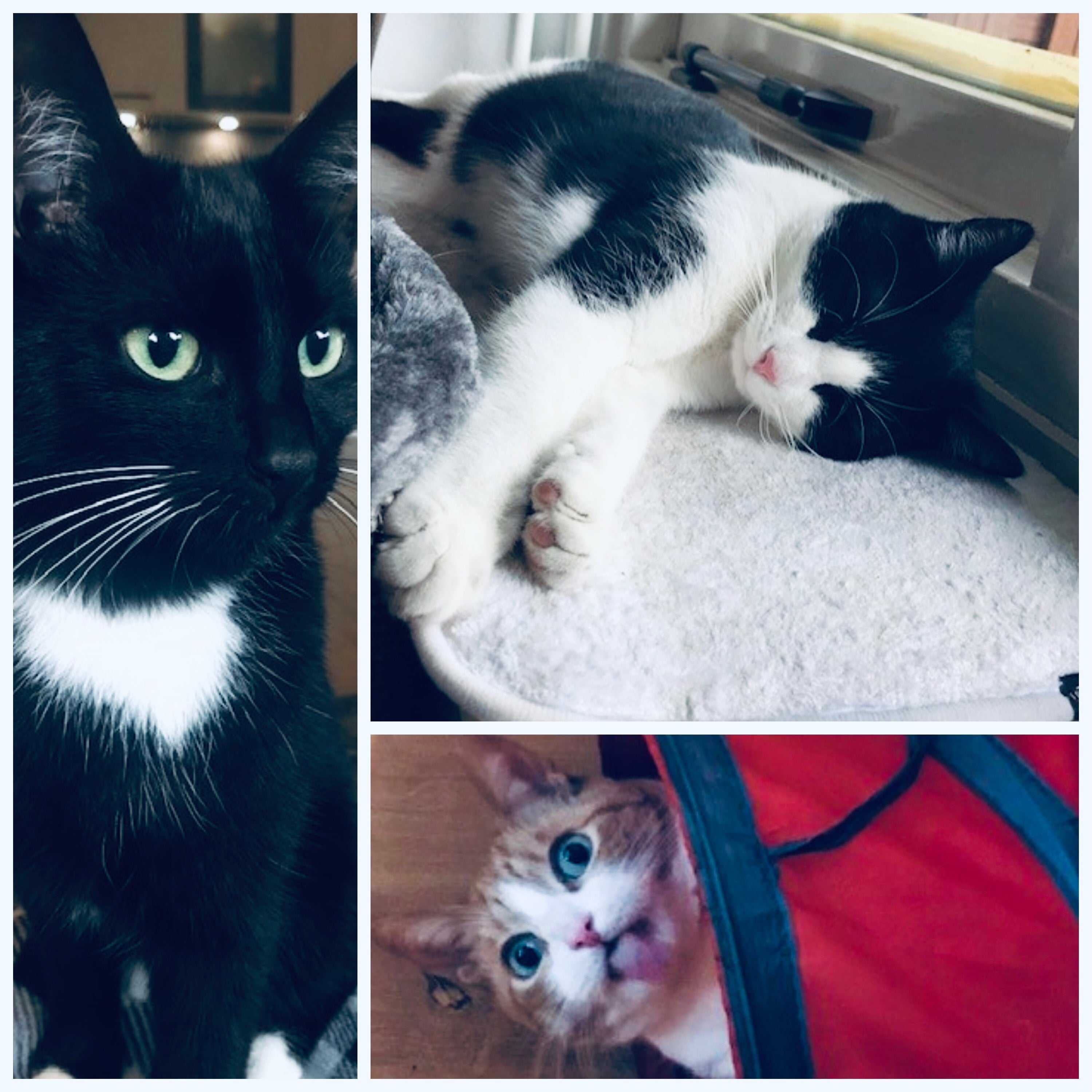 Bencho, Memphis en Luna