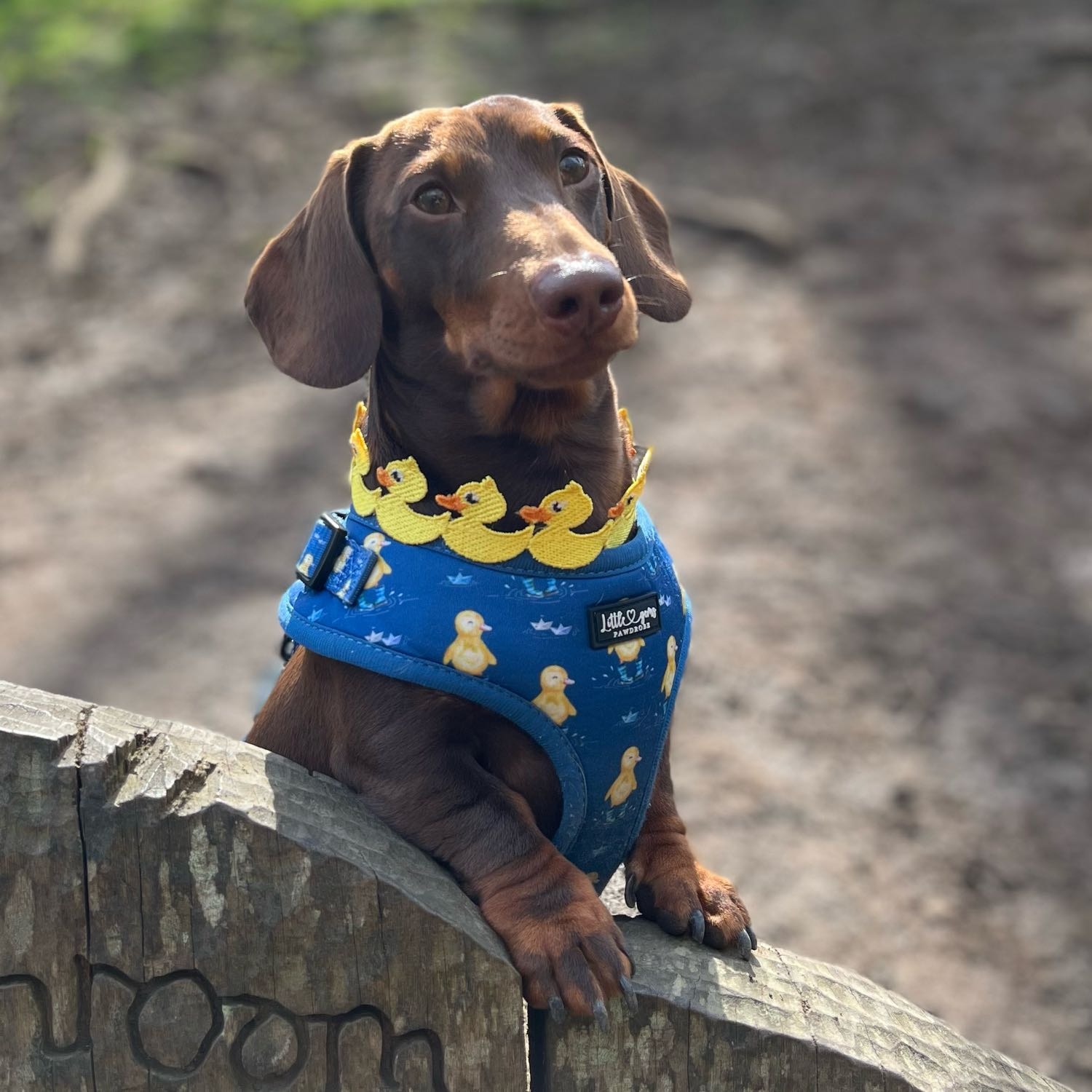 Vinnie