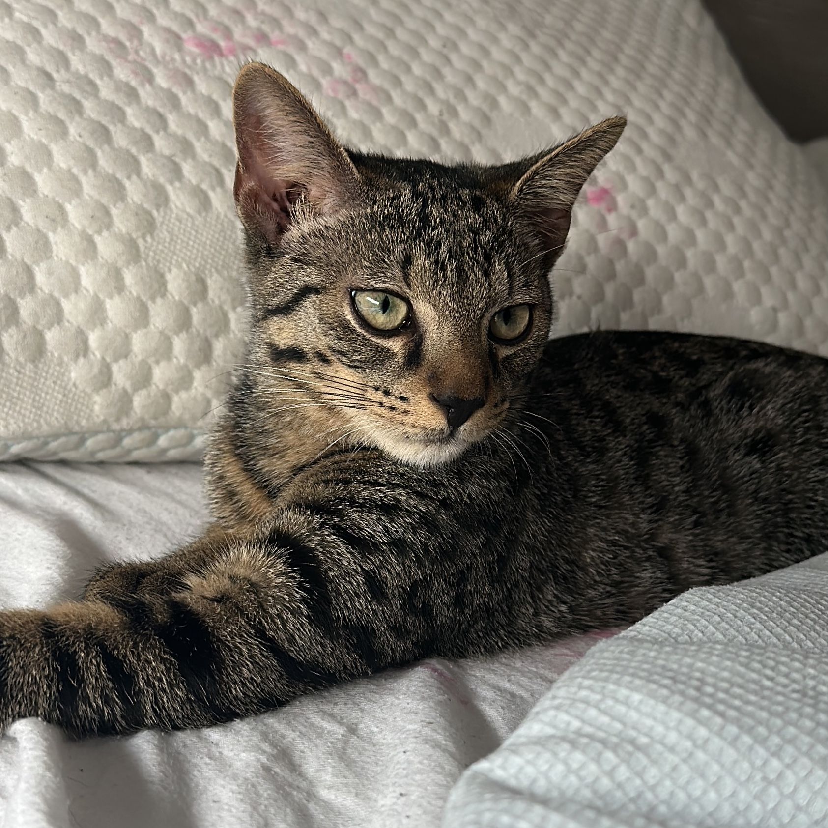 Simba
