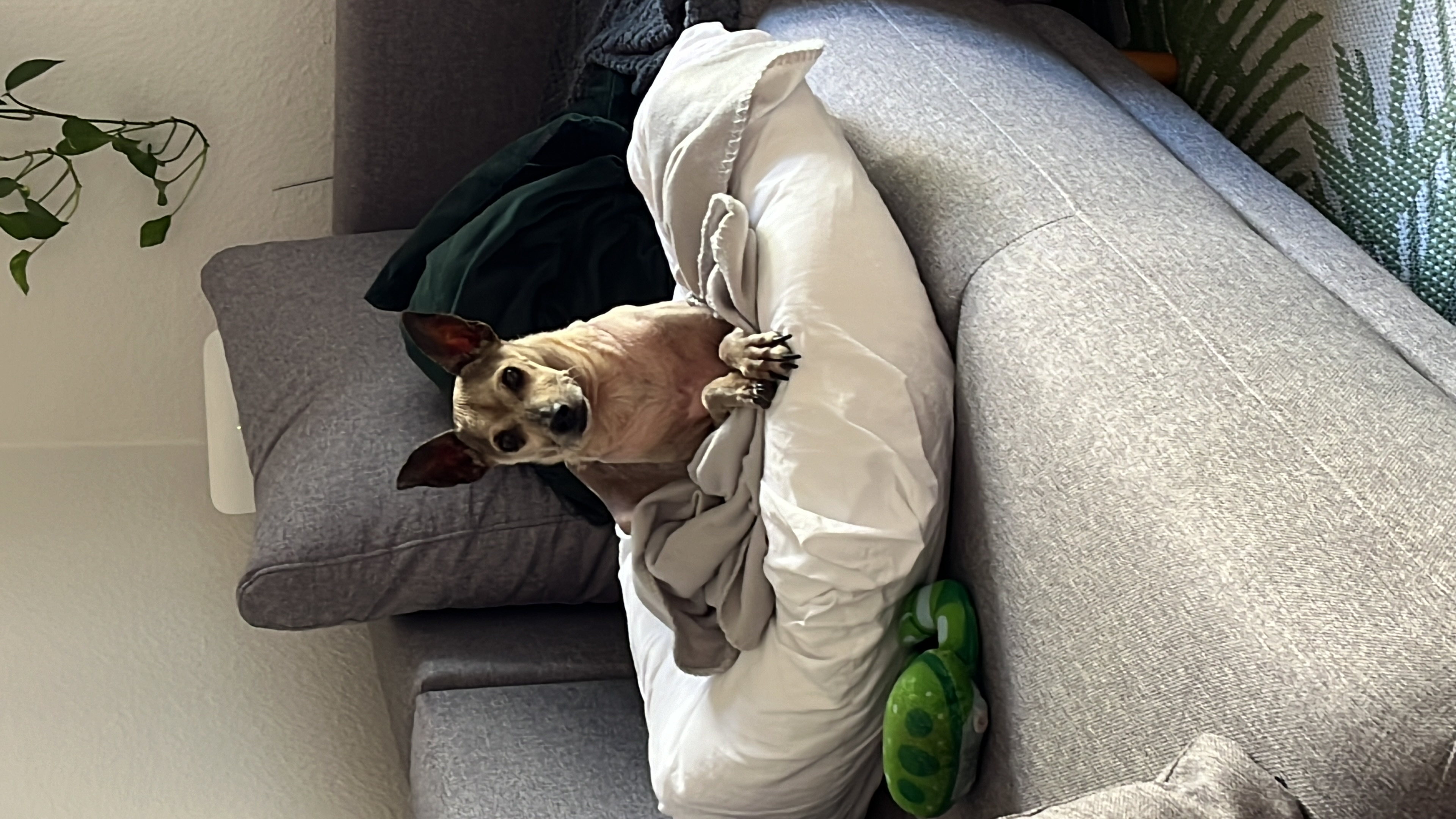 image-8