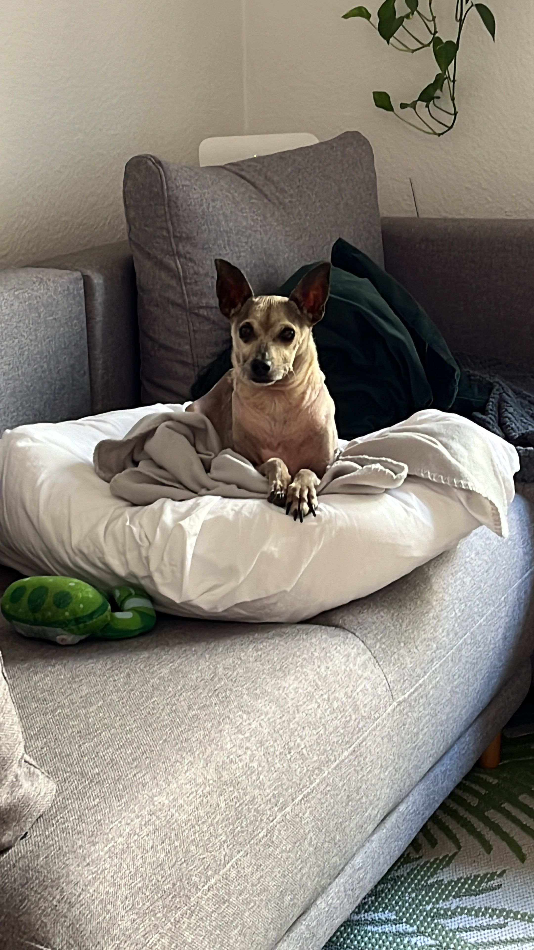 image-8