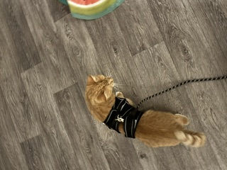 image-18