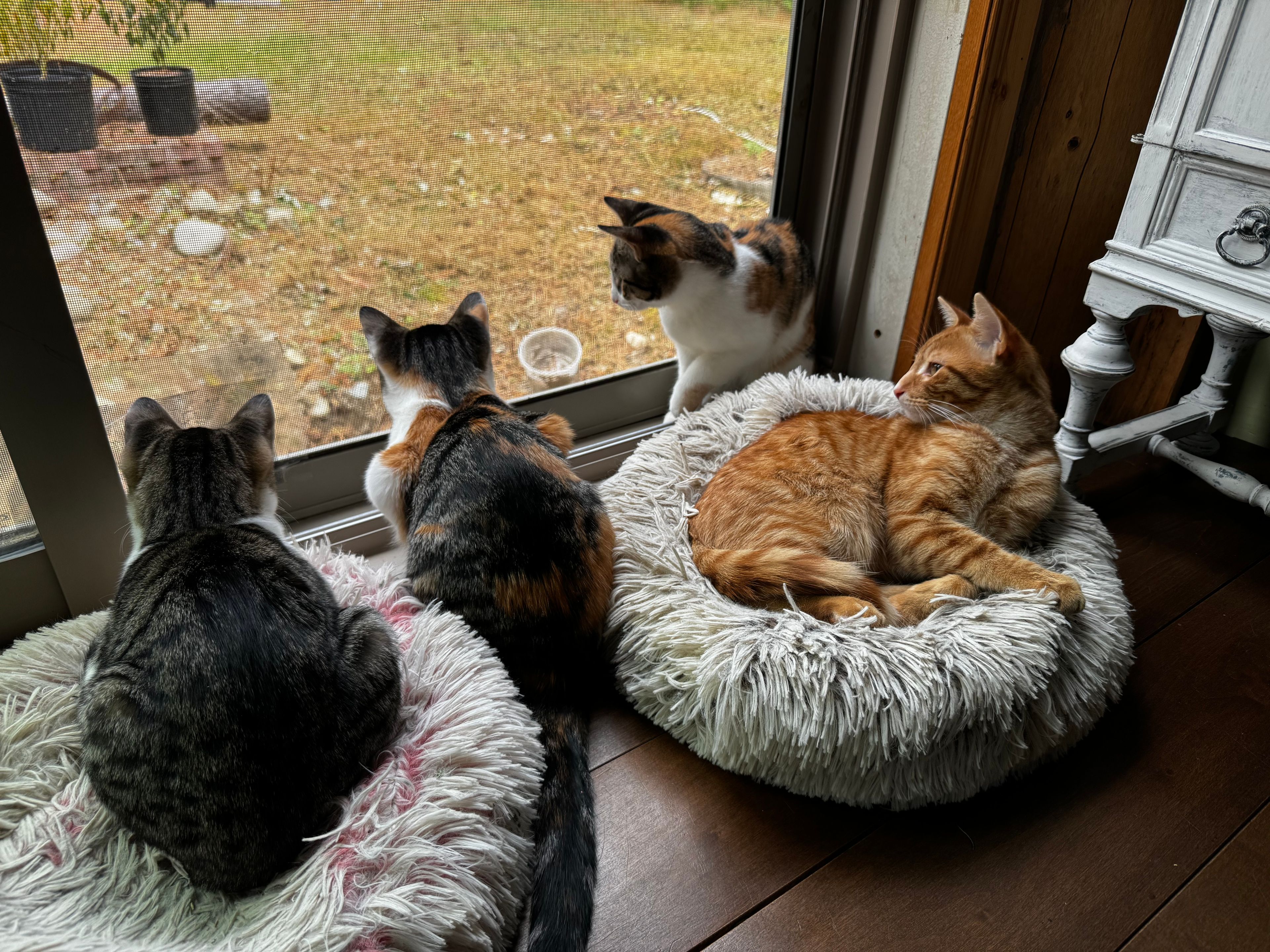 image-11