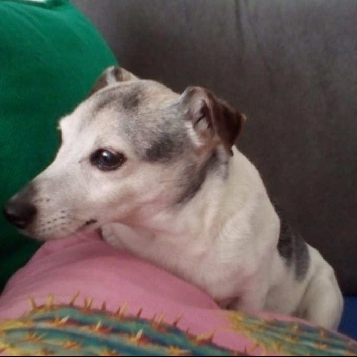 Tippie