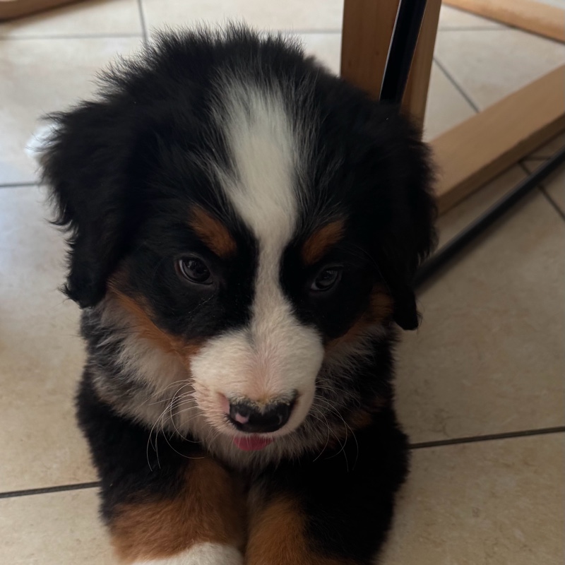 Luca