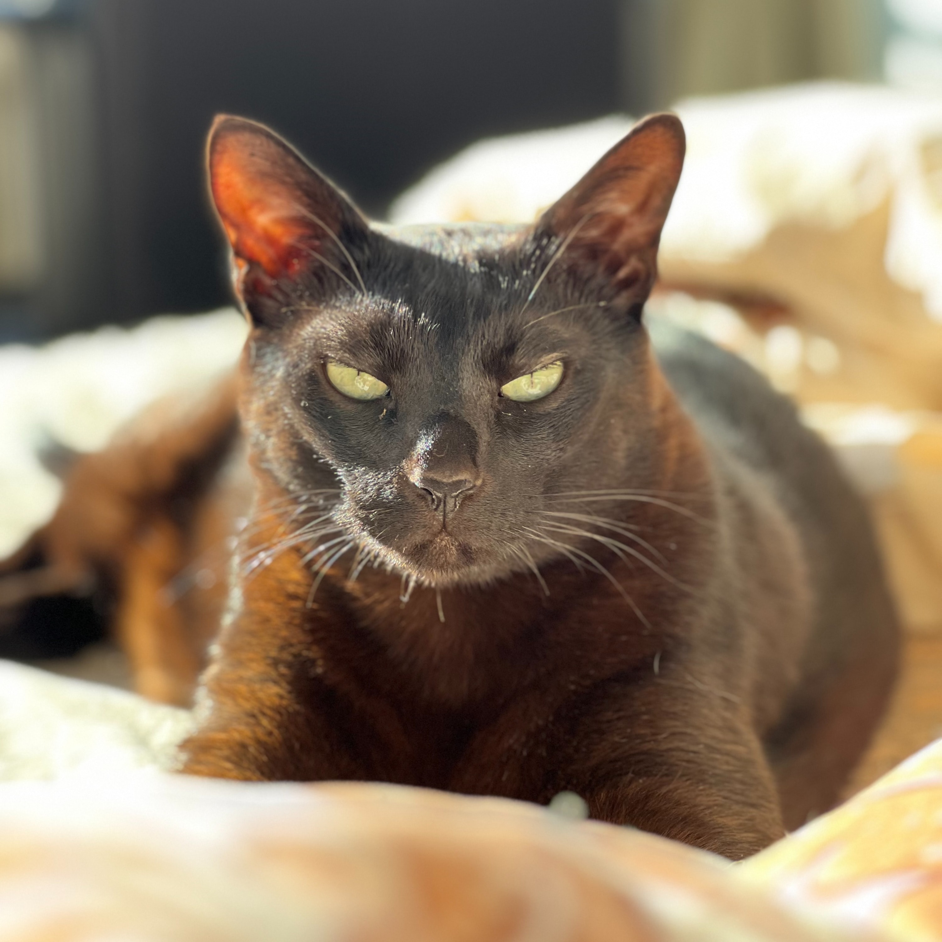 Alfie