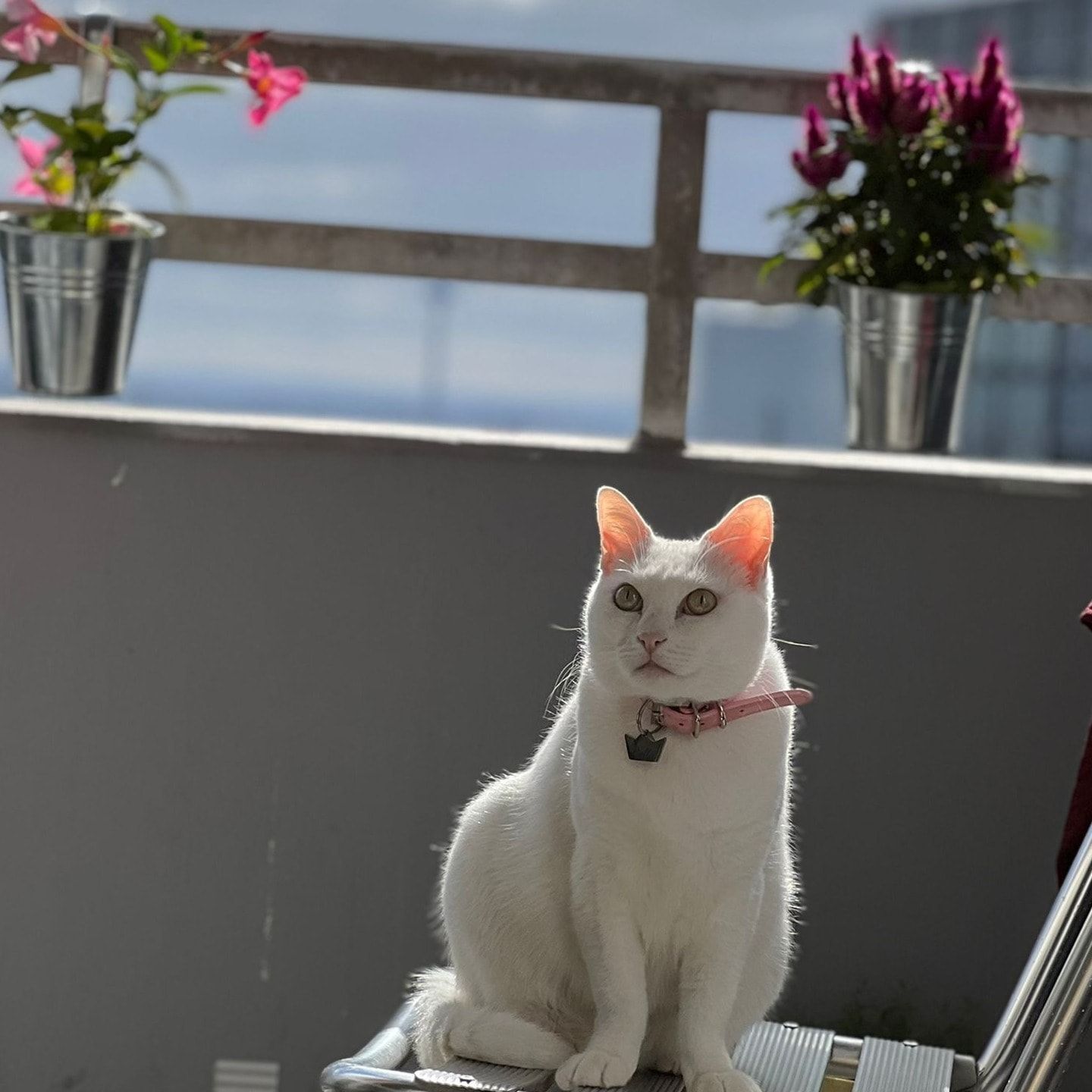 Bella