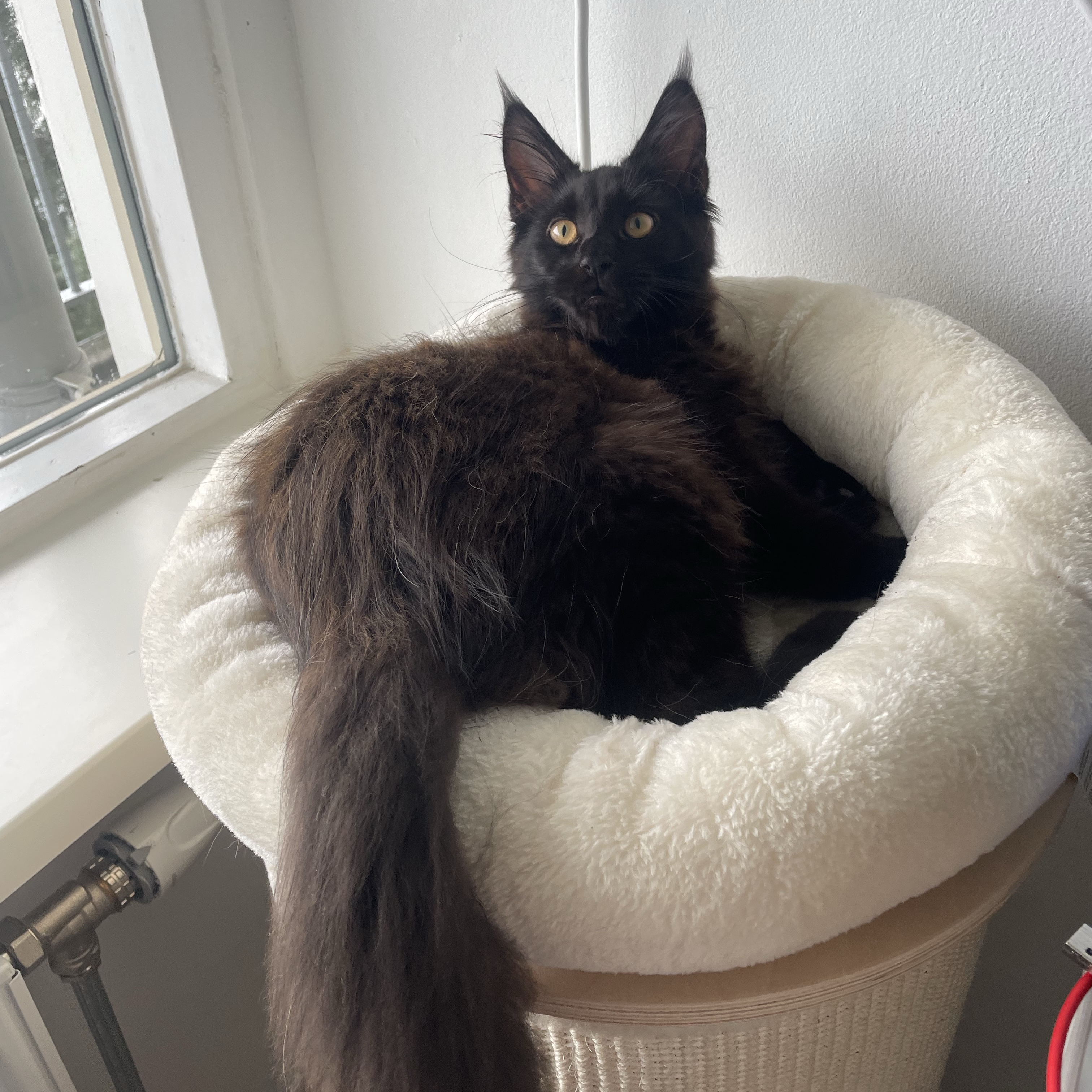Giulio 