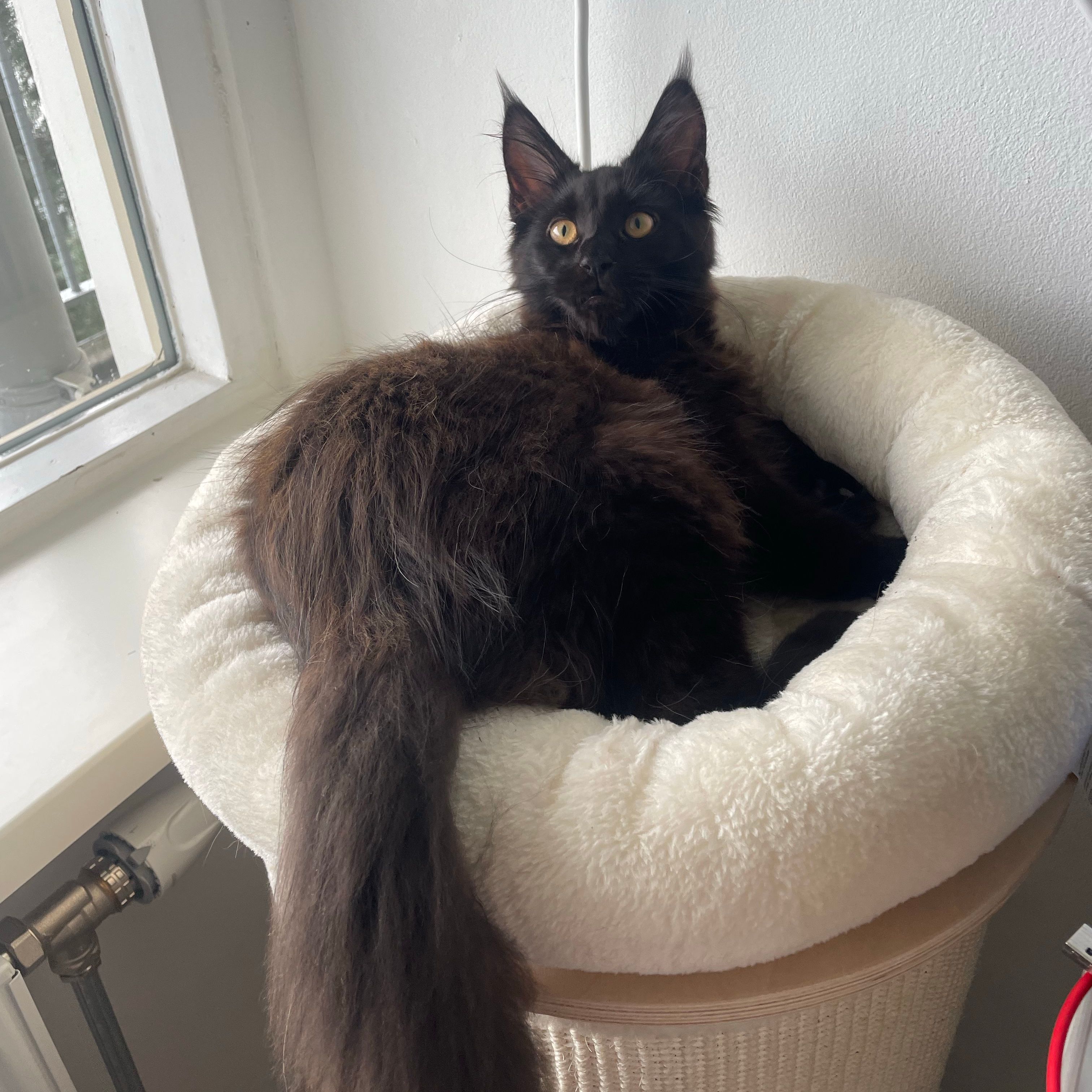 Giulio