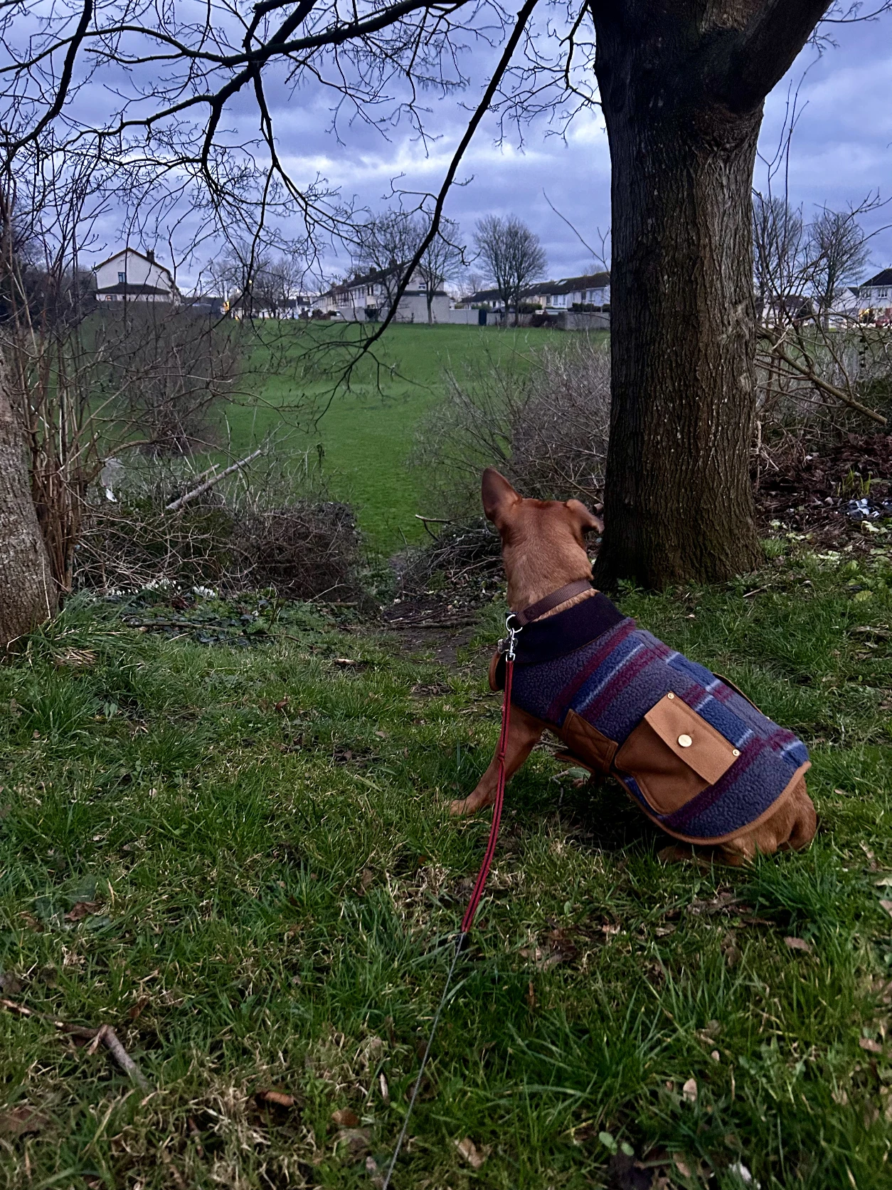 image-12