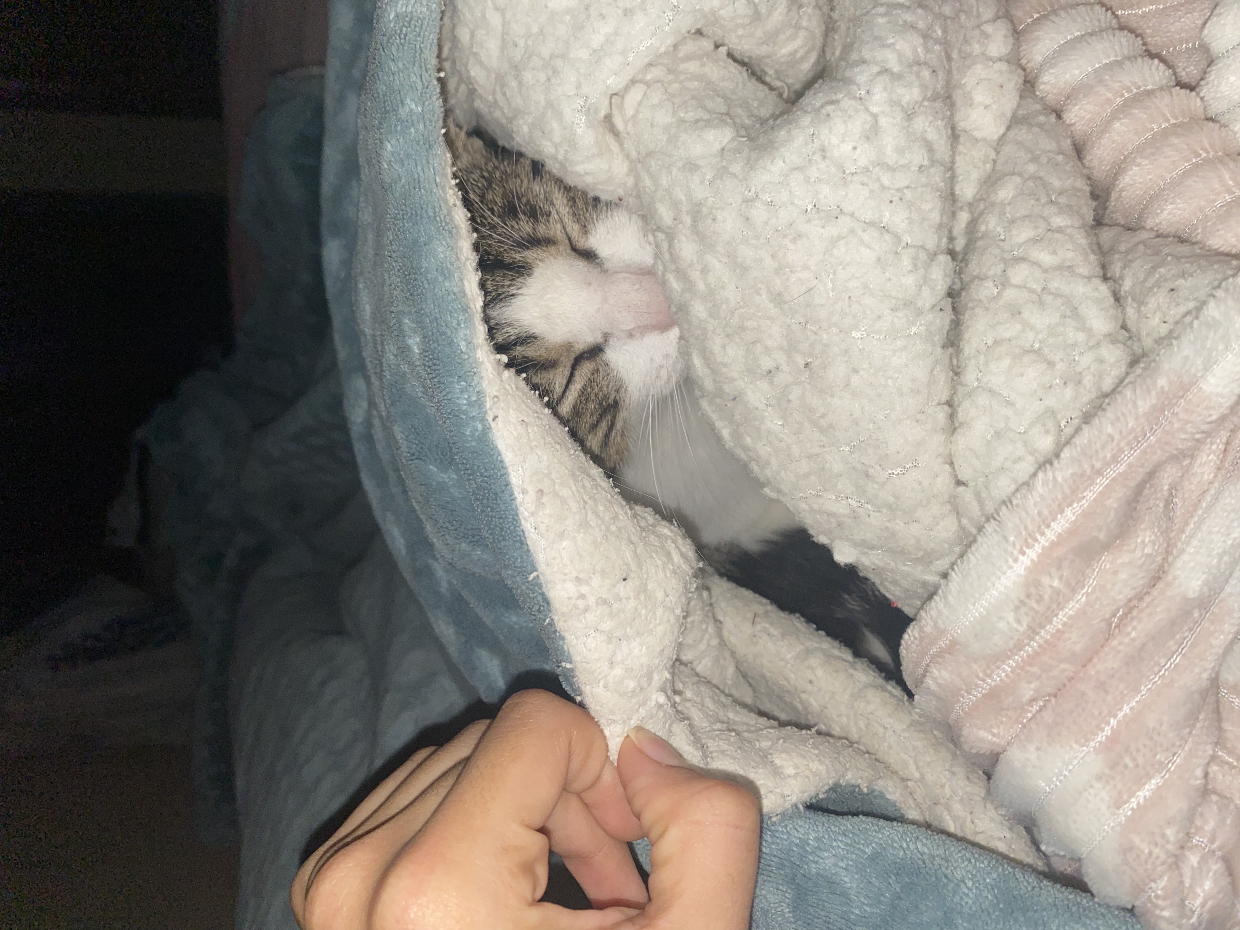 image-7