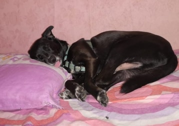 Happy- Generale Nano