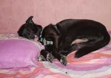 Happy- Generale Nano