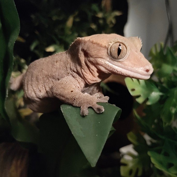 Echo