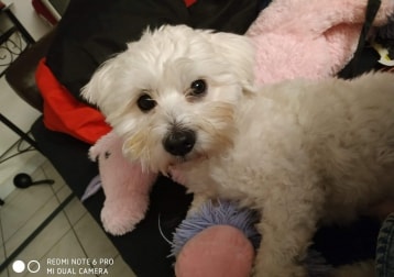 Maïko