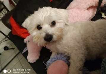 Maïko